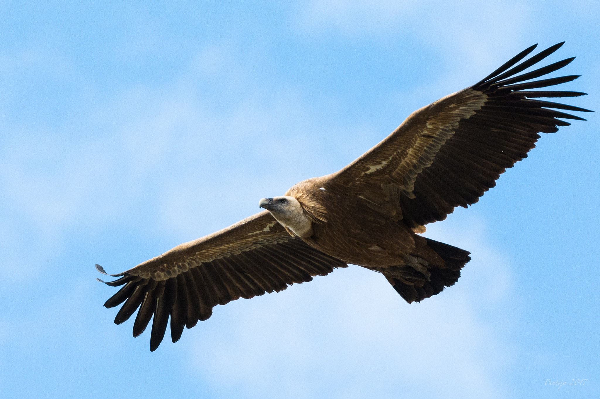 Nikon D7100 sample photo. Griffon photography