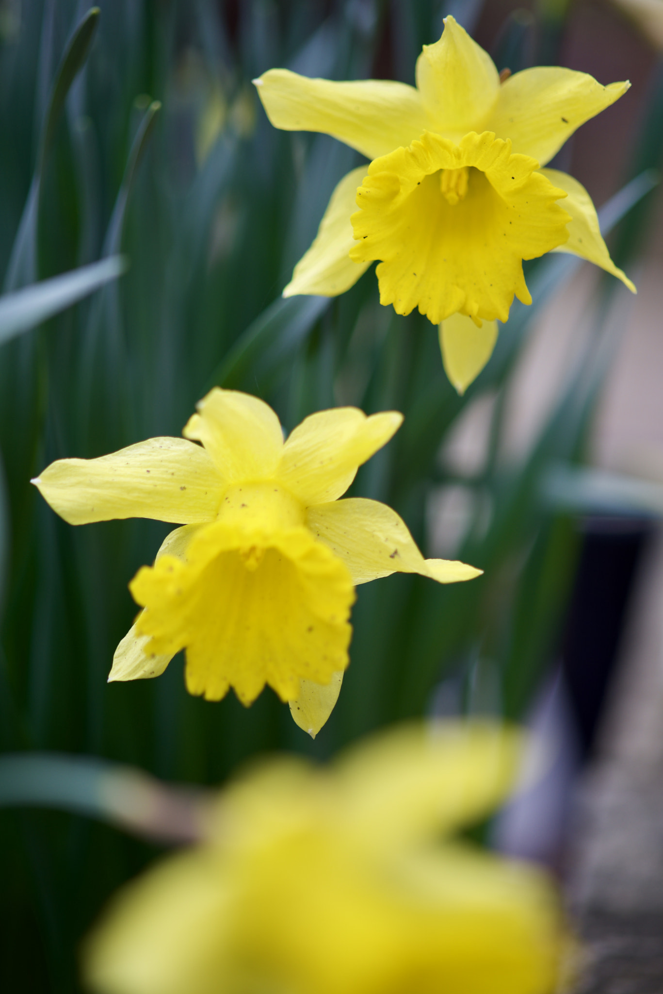 AF Nikkor 50mm f/1.8 sample photo. Three yellow photography