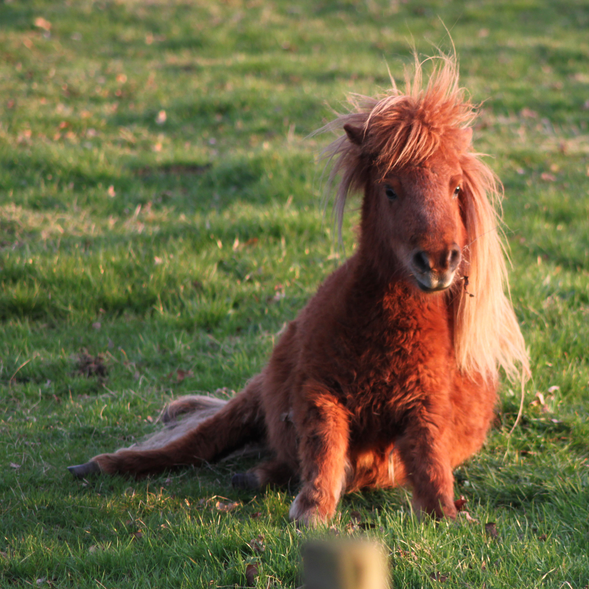 Canon EOS 500D (EOS Rebel T1i / EOS Kiss X3) sample photo. Golden pony photography