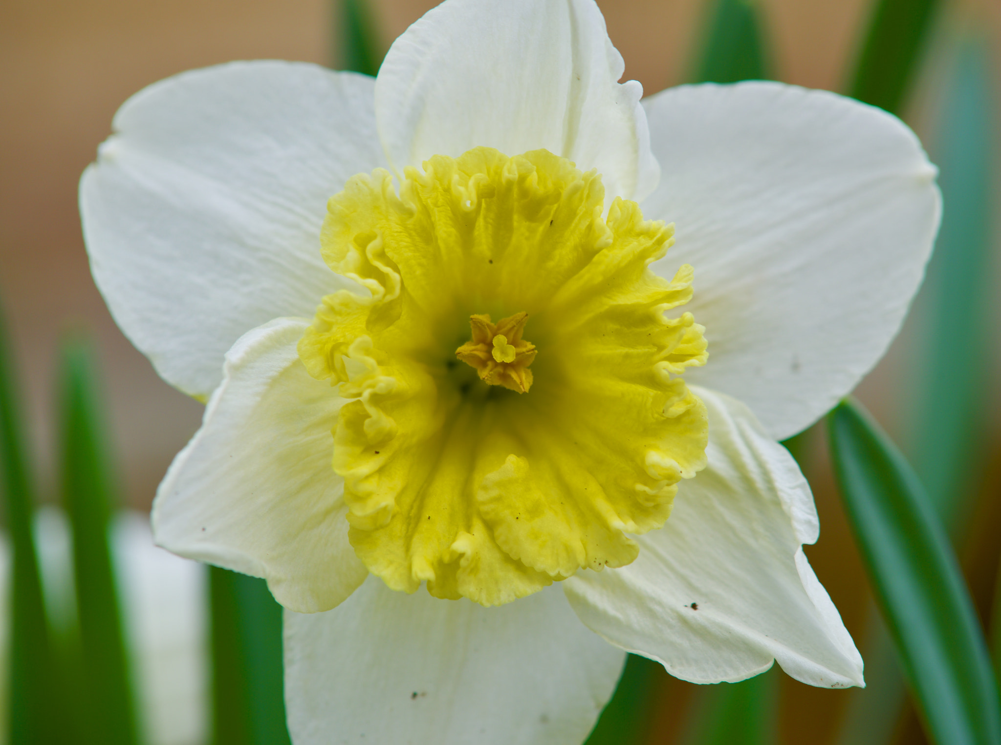 AF Nikkor 50mm f/1.8 sample photo. Yellow white photography