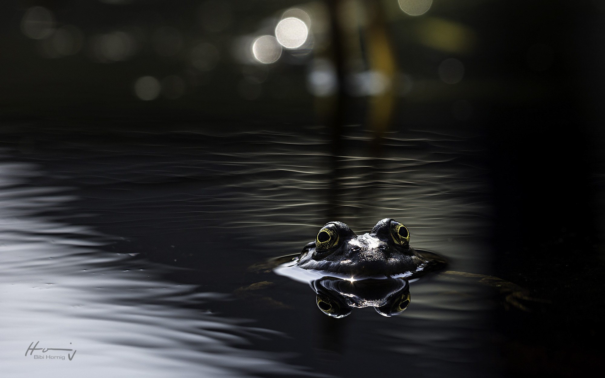 Nikon D7100 + Sigma 150mm F2.8 EX DG Macro HSM sample photo. First frog... photography