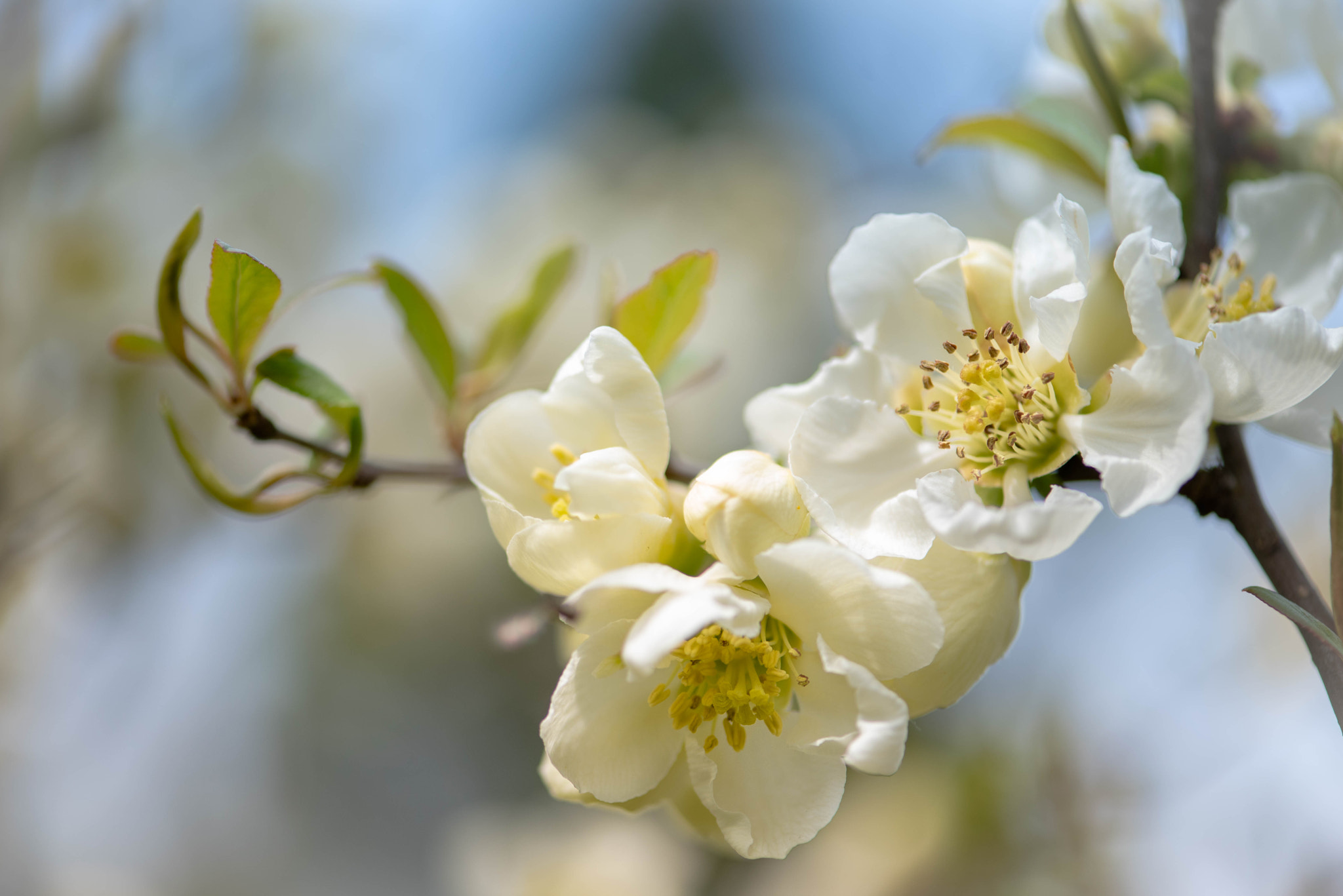 Nikon AF-S Micro-Nikkor 105mm F2.8G IF-ED VR sample photo