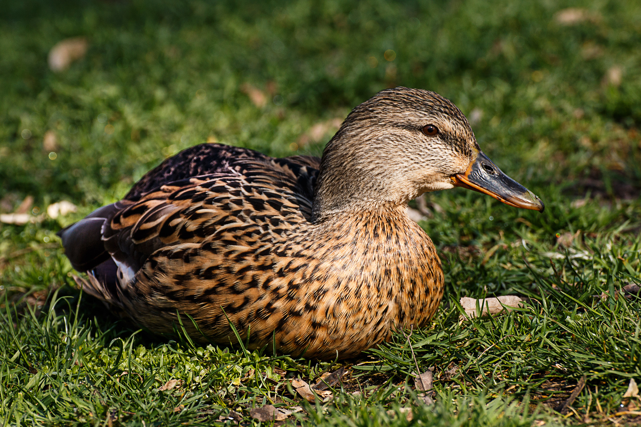 Canon EOS 70D + Tamron SP 35mm F1.8 Di VC USD sample photo. Spring () photography