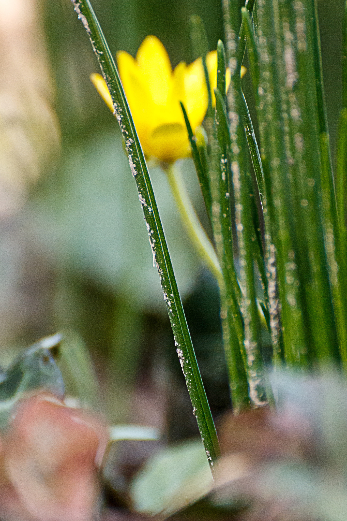 Canon EOS 70D + Tamron SP 35mm F1.8 Di VC USD sample photo. Spring () photography