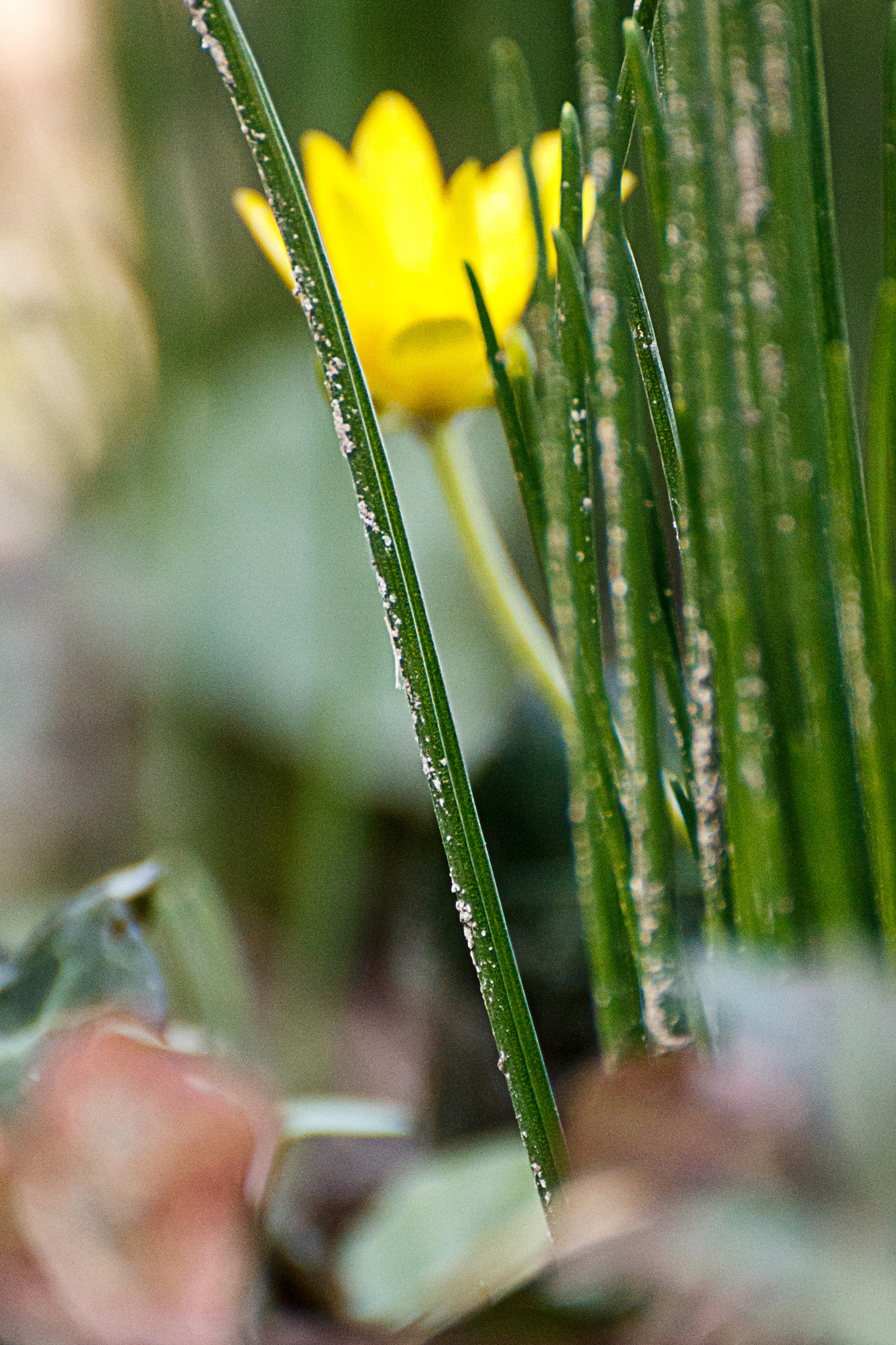 Tamron SP 35mm F1.8 Di VC USD sample photo. Spring () photography