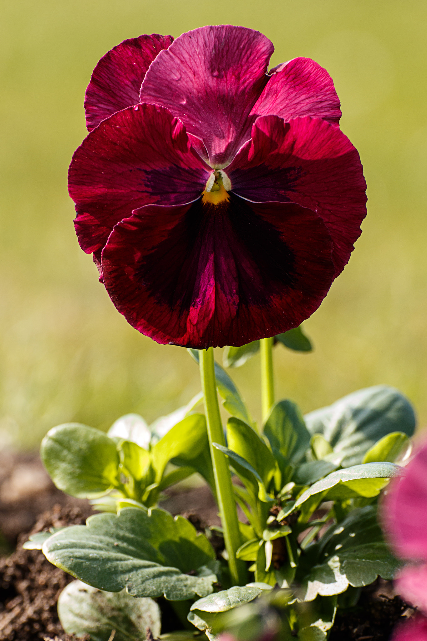 Tamron SP 35mm F1.8 Di VC USD sample photo. Spring () photography