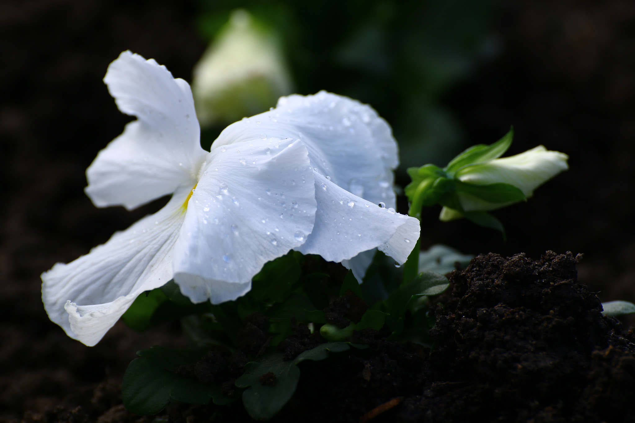 Canon EOS 70D + Tamron SP 35mm F1.8 Di VC USD sample photo. Spring () photography