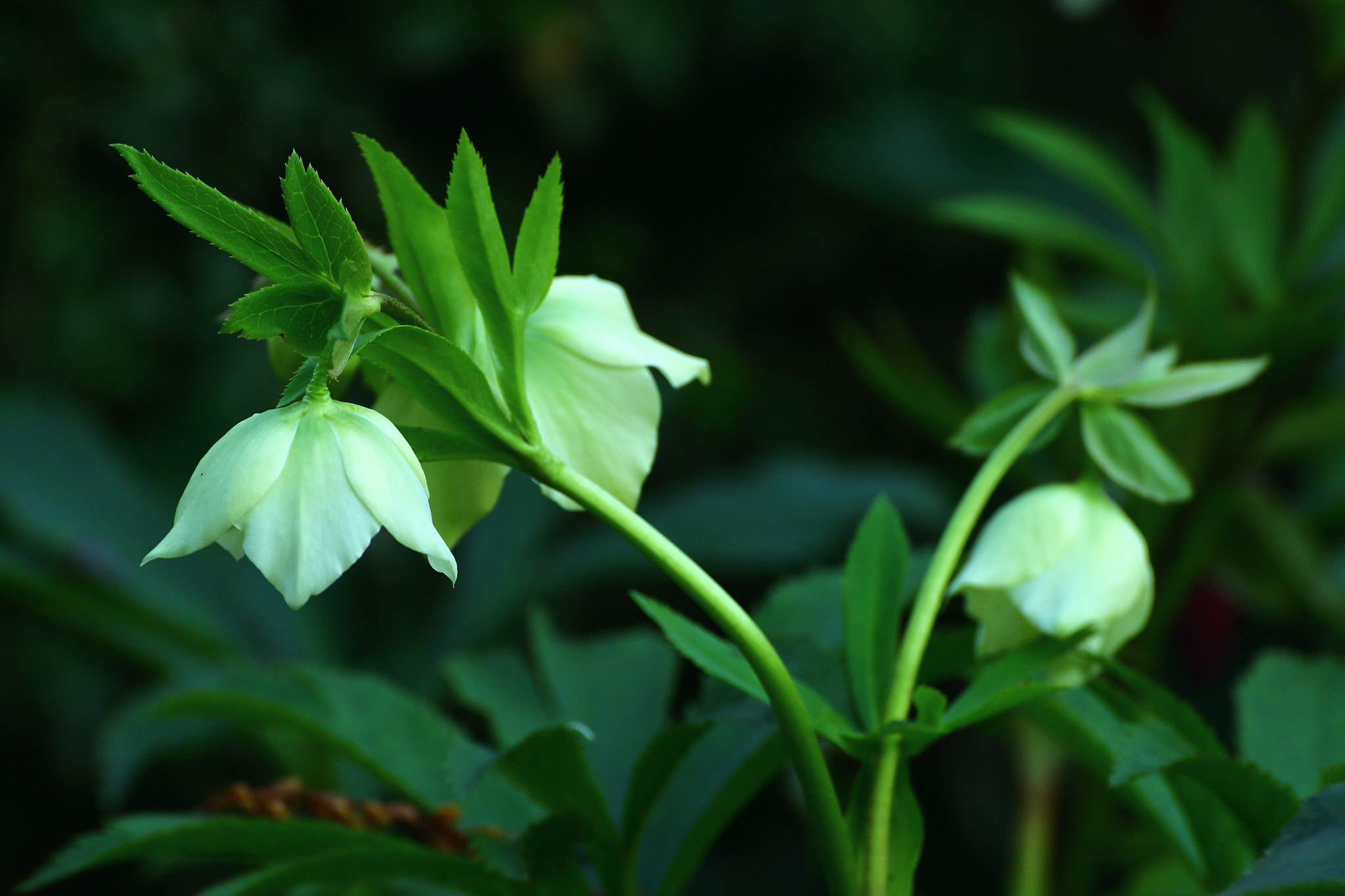 Canon EOS 70D + Tamron SP 35mm F1.8 Di VC USD sample photo. Spring () photography