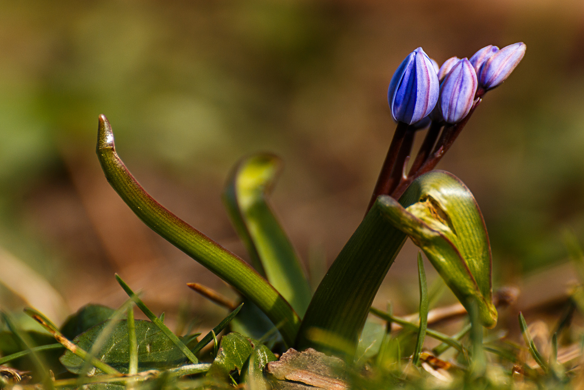 Canon EOS 70D + Tamron SP 35mm F1.8 Di VC USD sample photo. Spring () photography