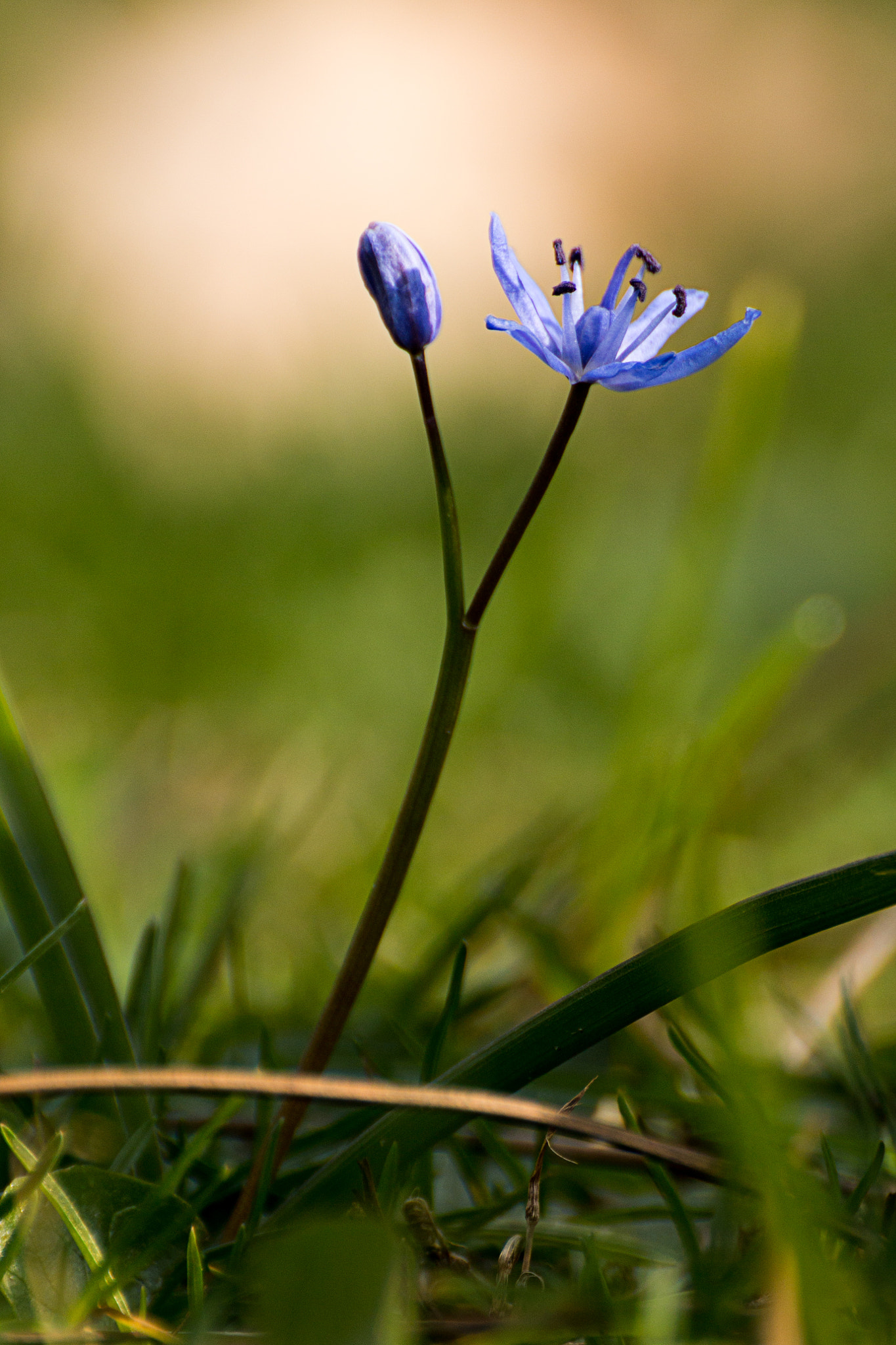 Canon EOS 70D + Tamron SP 35mm F1.8 Di VC USD sample photo. Spring () photography