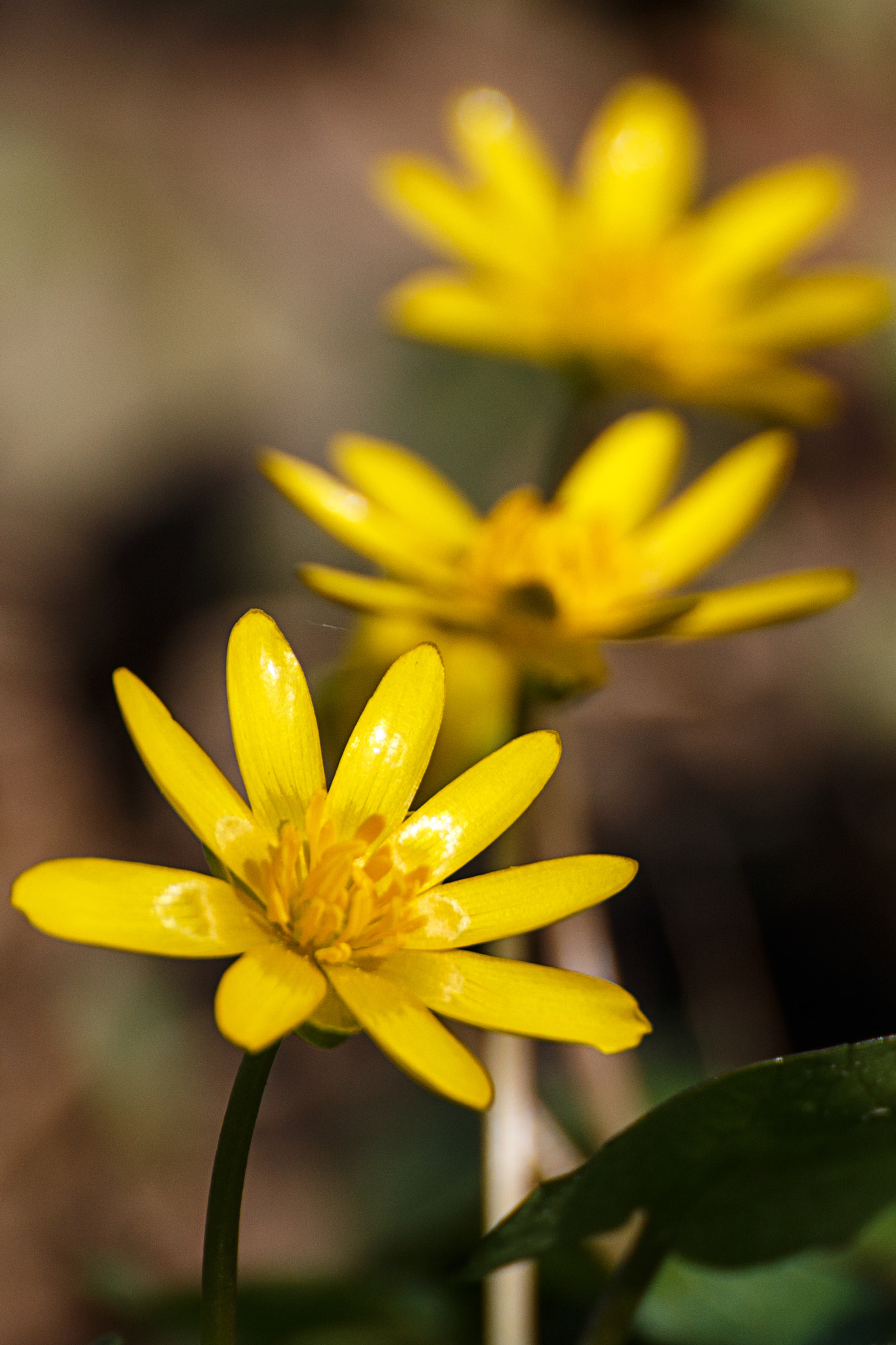 Canon EOS 70D + Tamron SP 35mm F1.8 Di VC USD sample photo. Spring () photography