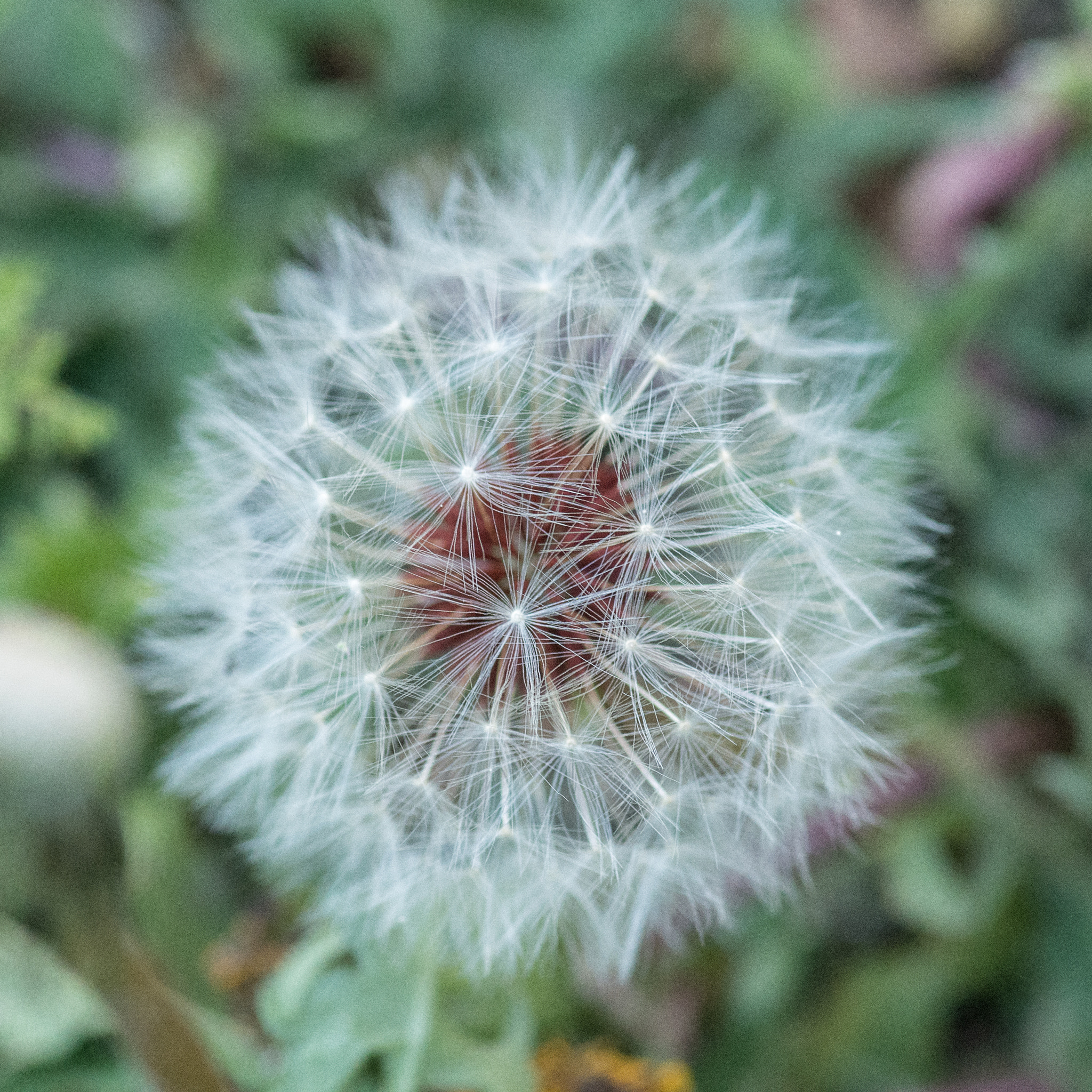 Pentax smc D-FA 100mm F2.8 Macro WR sample photo. Img photography