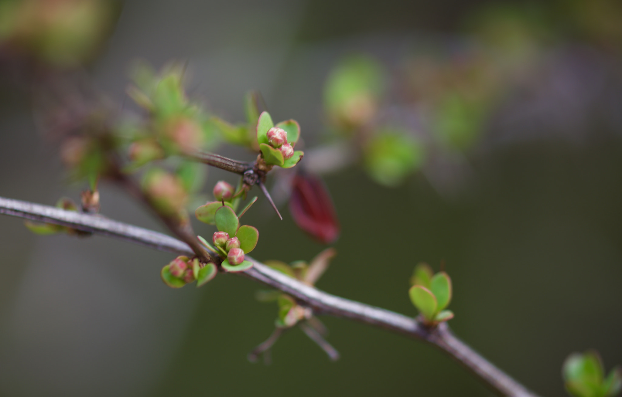 AF Nikkor 50mm f/1.8 sample photo. Pink buds photography