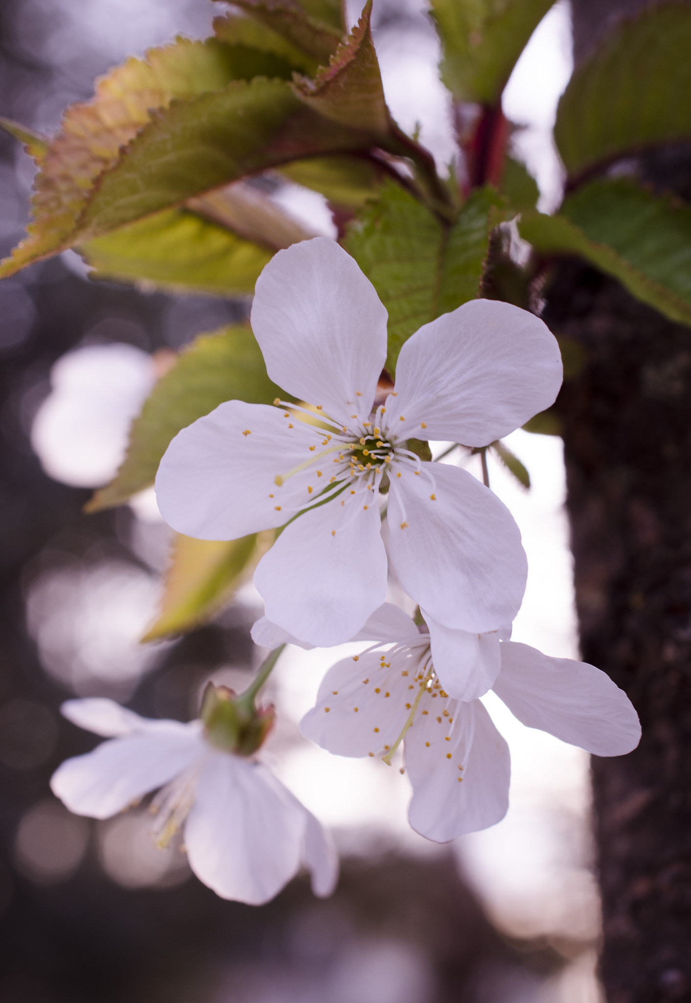 Nikon AF-S DX Micro Nikkor 40mm F2.8 sample photo
