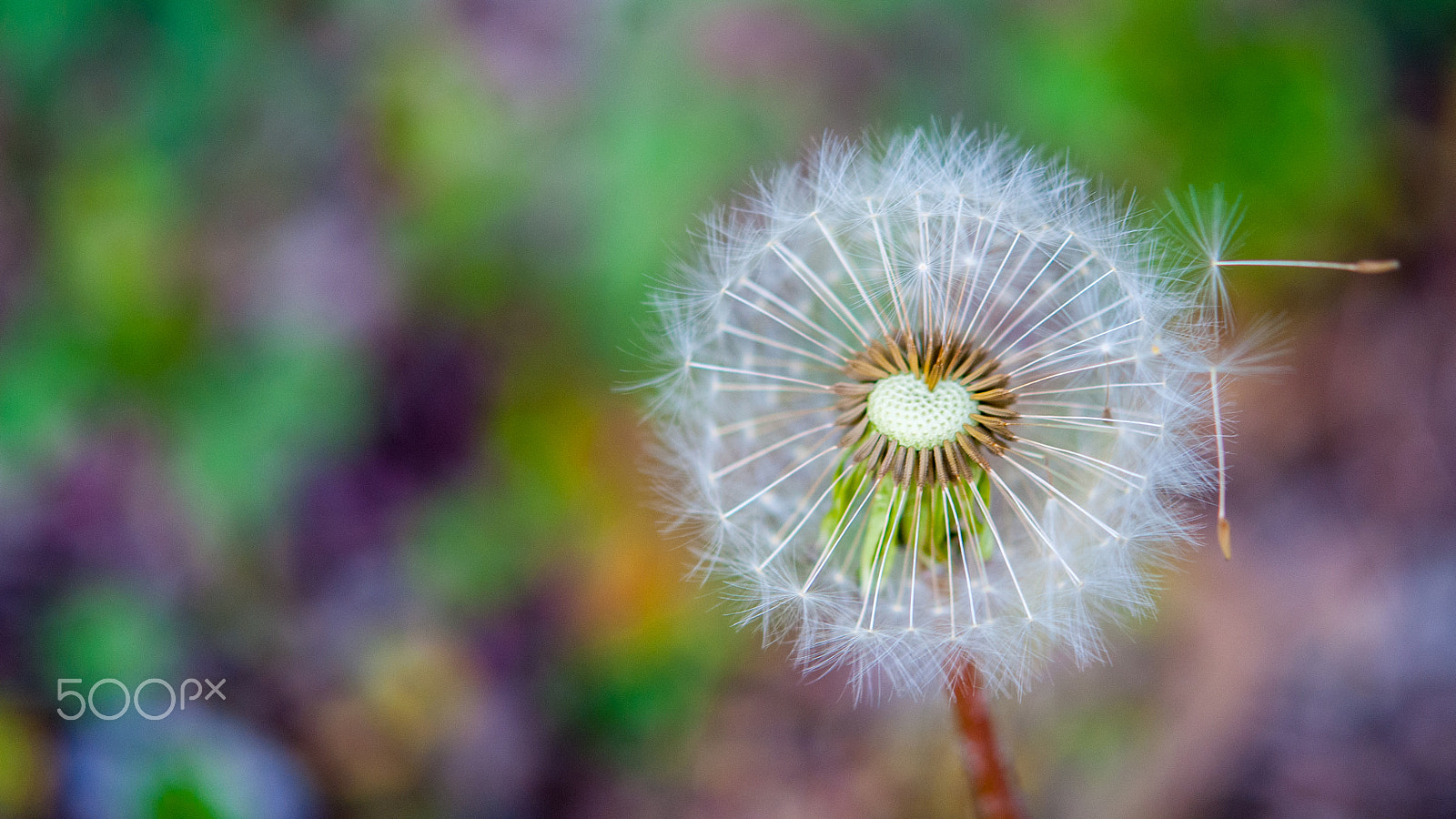 Nikon AF-S Micro-Nikkor 60mm F2.8G ED sample photo. Soffione photography