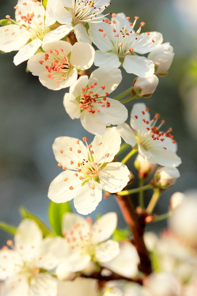 Canon EOS 550D (EOS Rebel T2i / EOS Kiss X4) sample photo. Flower of plum photography