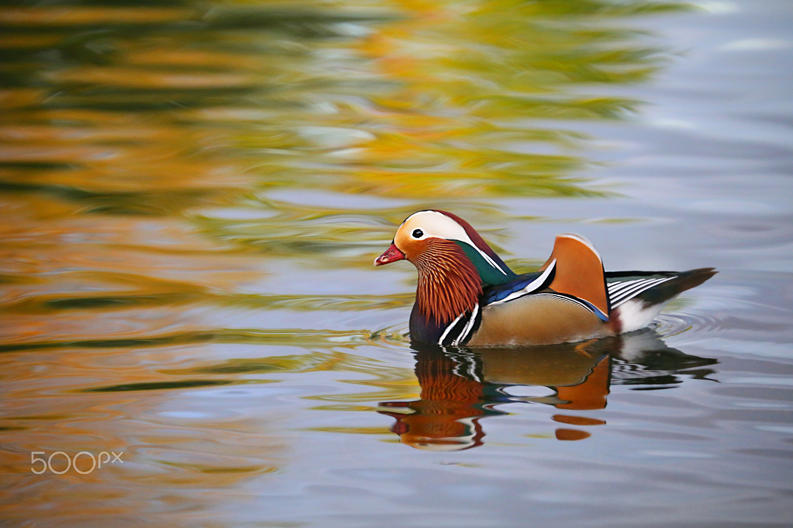 Canon EF 70-300mm F4-5.6L IS USM sample photo. Mandarin duck photography
