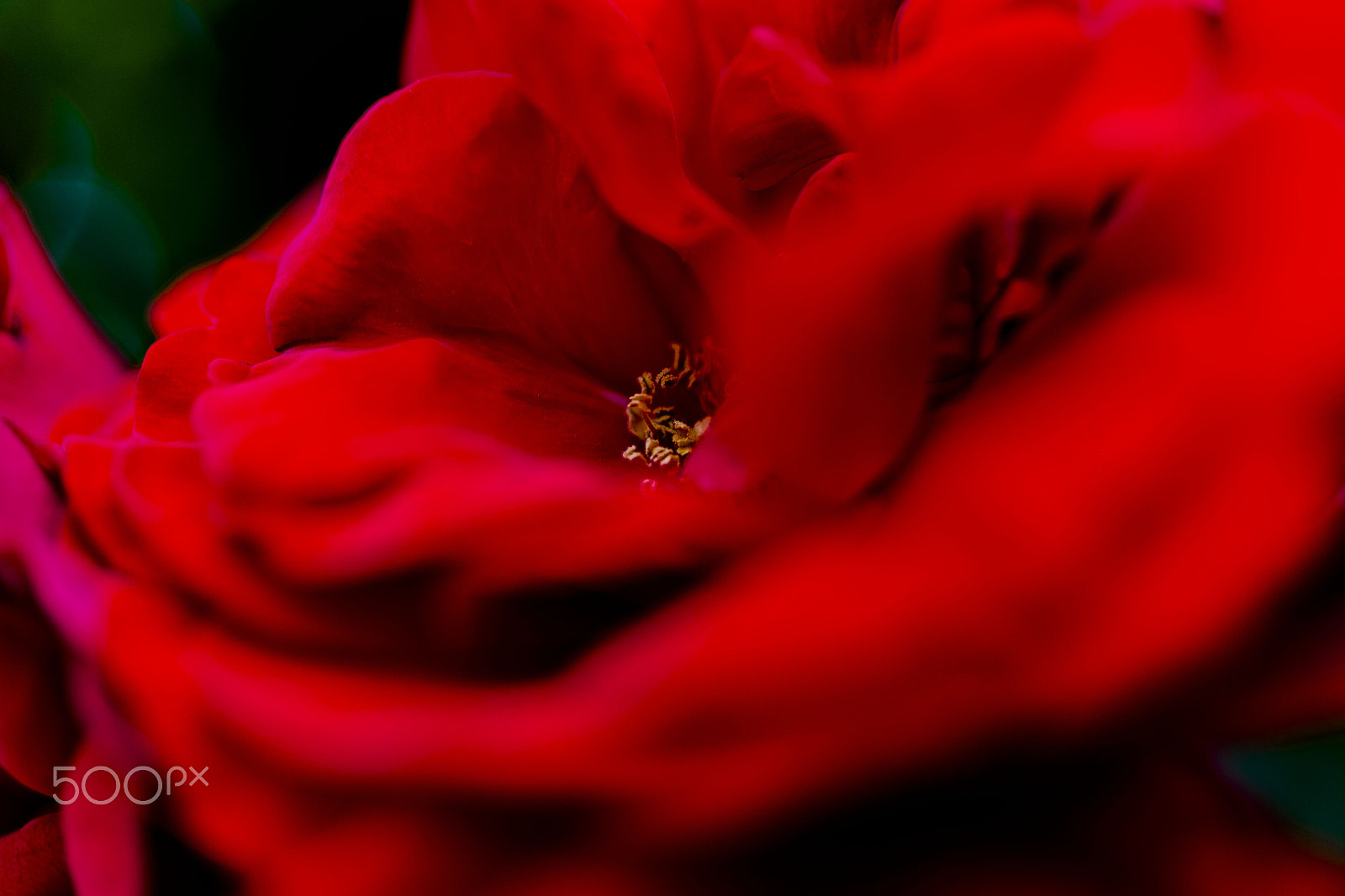 Canon EF 50mm F2.5 Macro sample photo. Rose red photography