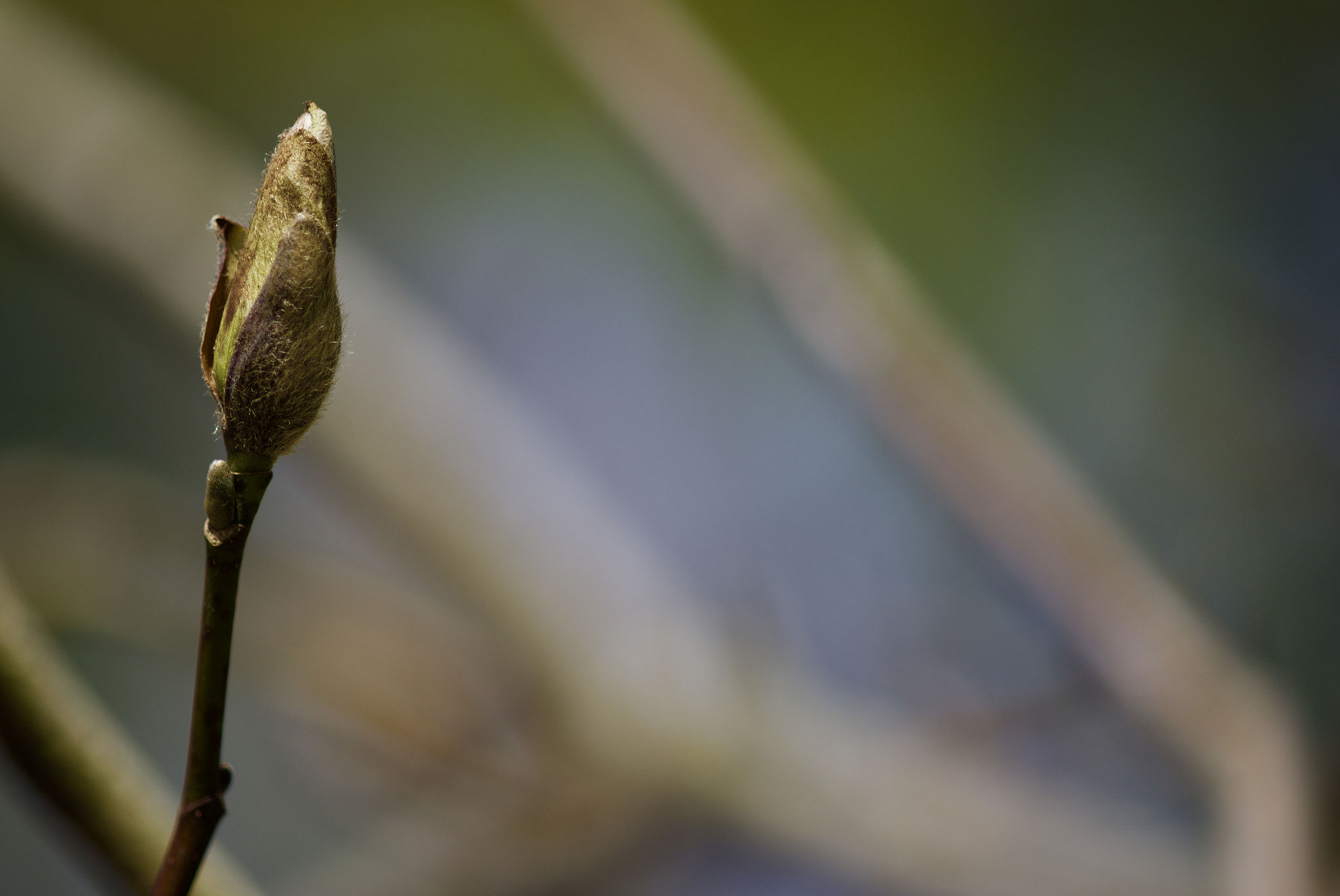 Nikon D750 + AF Nikkor 50mm f/1.8 sample photo. Future flower photography