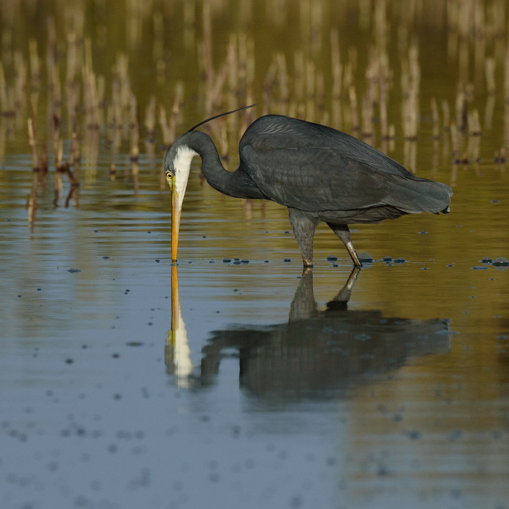 Nikon AF-S Nikkor 200-500mm F5.6E ED VR sample photo. Reef heron photography