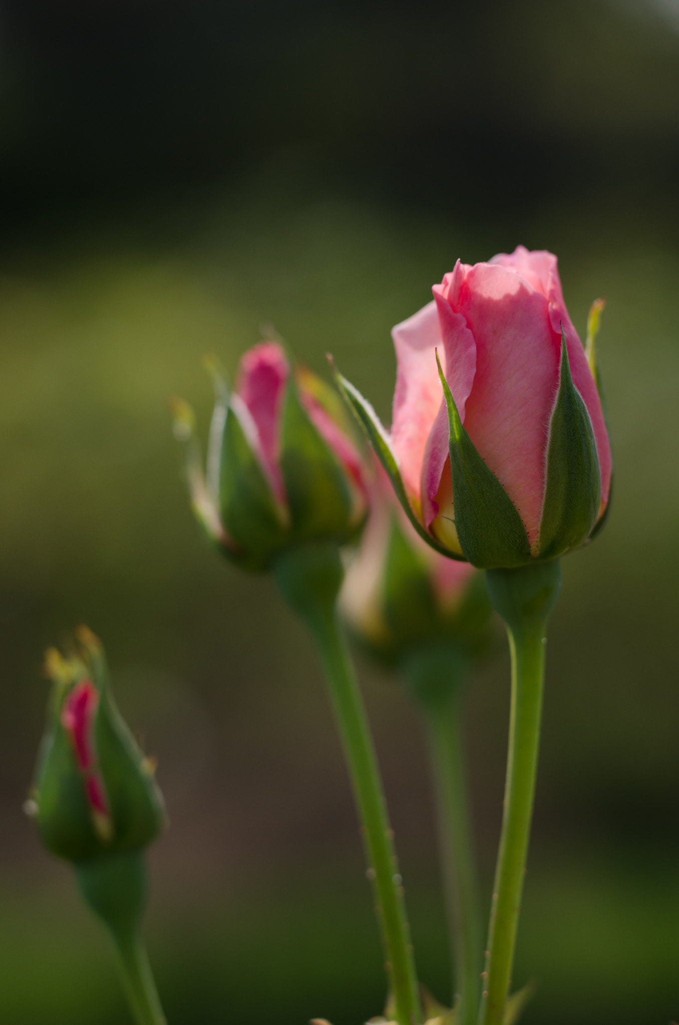 Nikon D7000 + Sigma 50mm F1.4 DG HSM Art sample photo. Pink rose bud photography