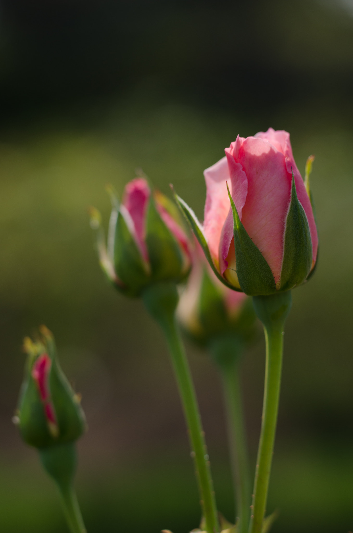 Sigma 50mm F1.4 DG HSM Art sample photo. Pink rose bud photography