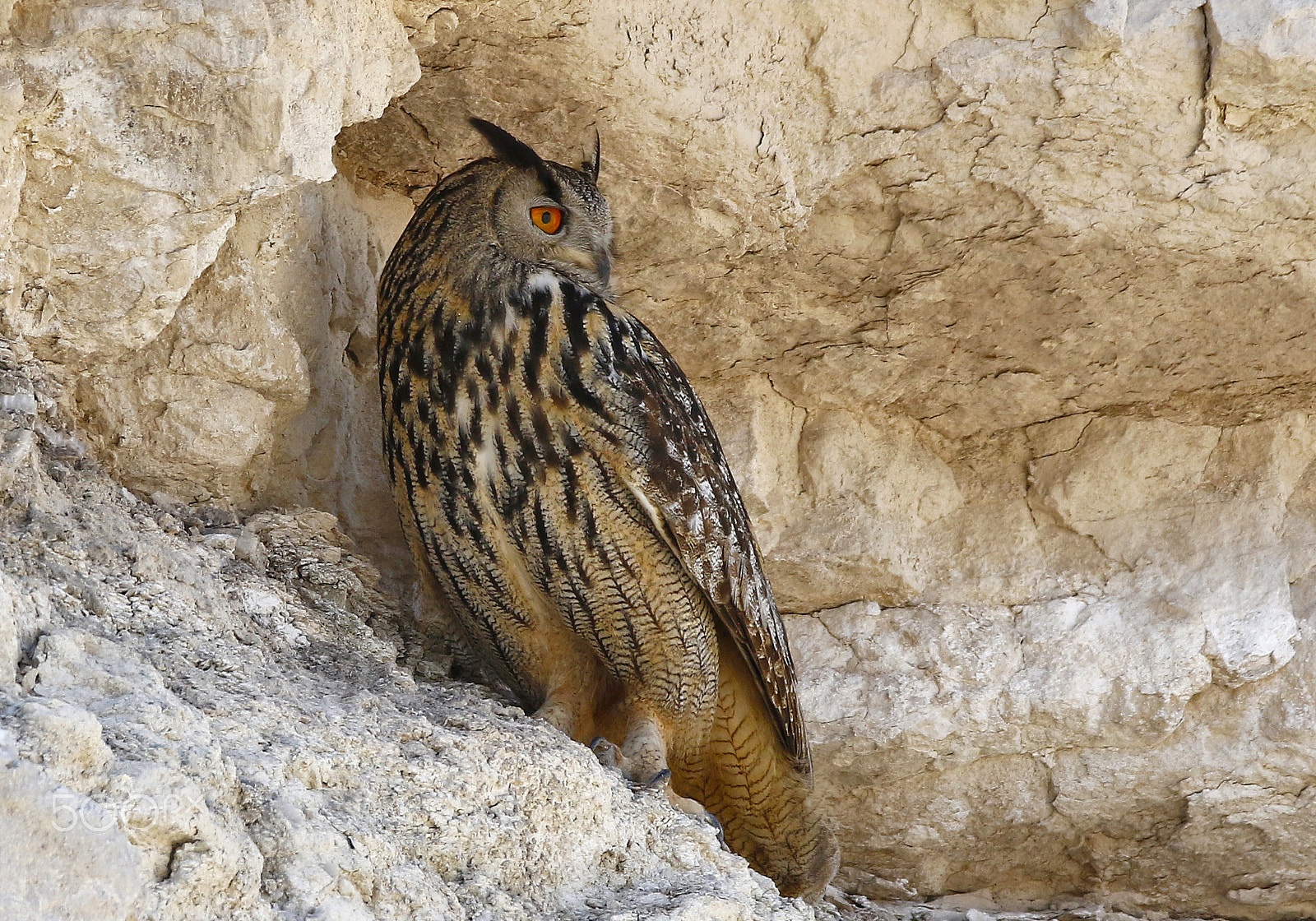 150-600mm F5-6.3 DG OS HSM | Contemporary 015 sample photo. Real surprise photography