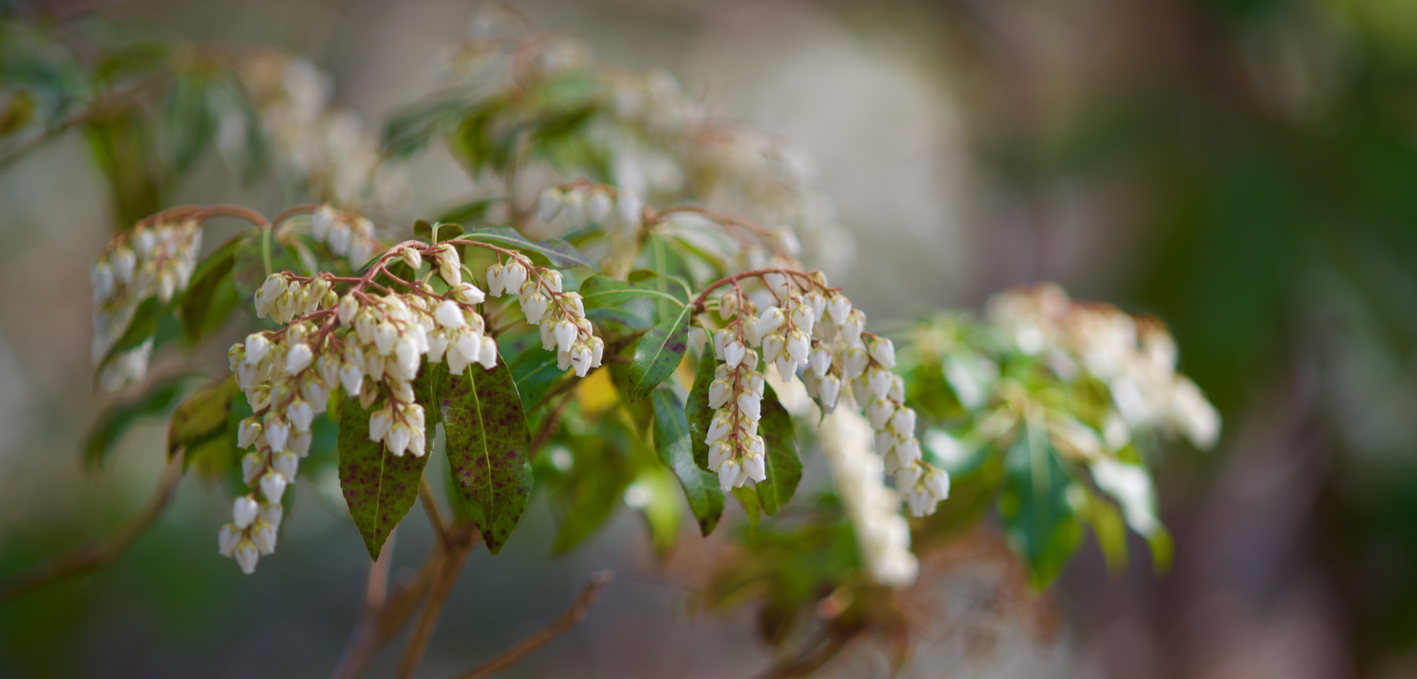 Nikon D750 + AF Nikkor 50mm f/1.8 sample photo. Tiny buds photography