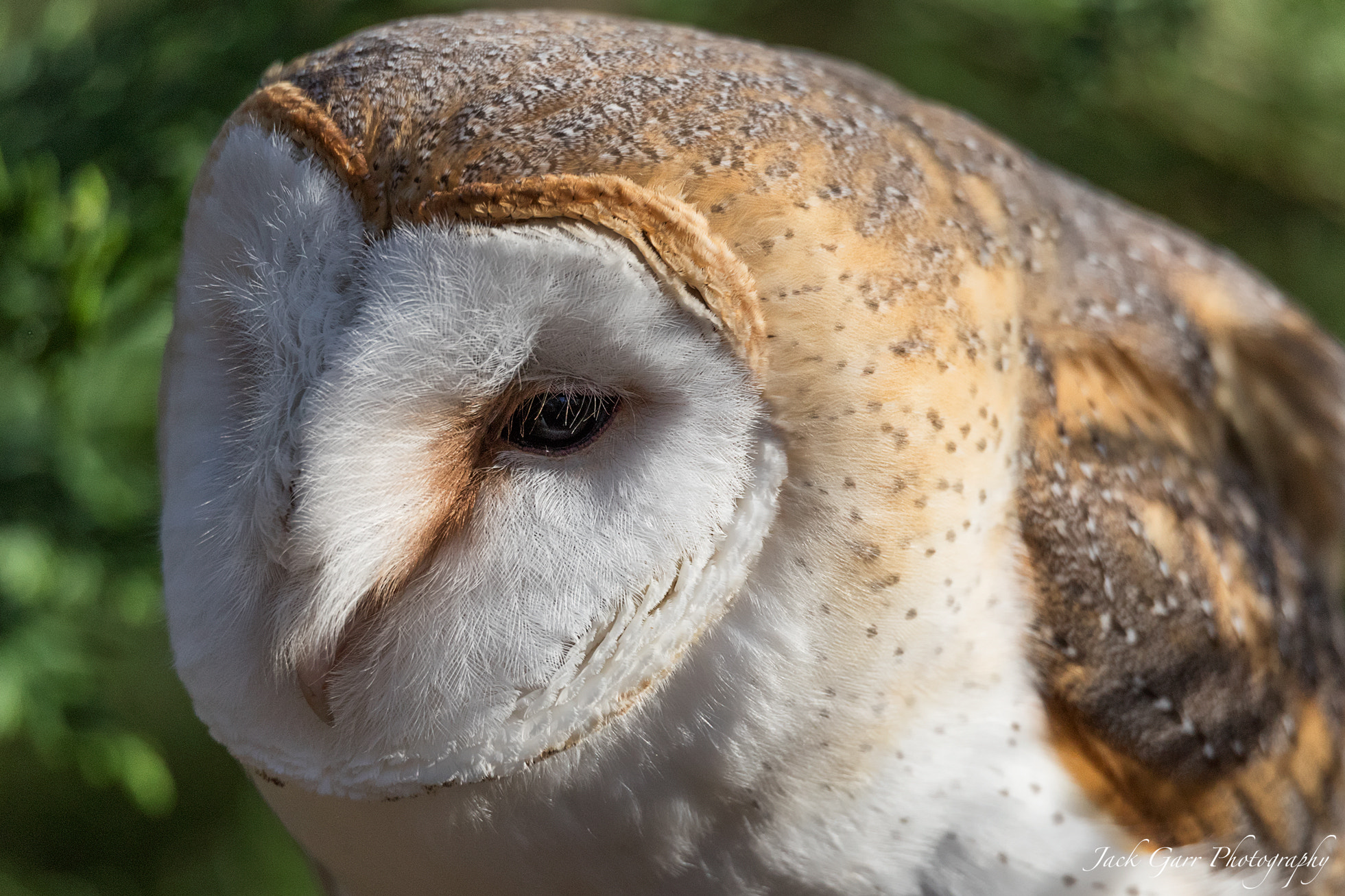 150-600mm F5-6.3 DG OS HSM | Sports 014 sample photo. Barn owl profile photography