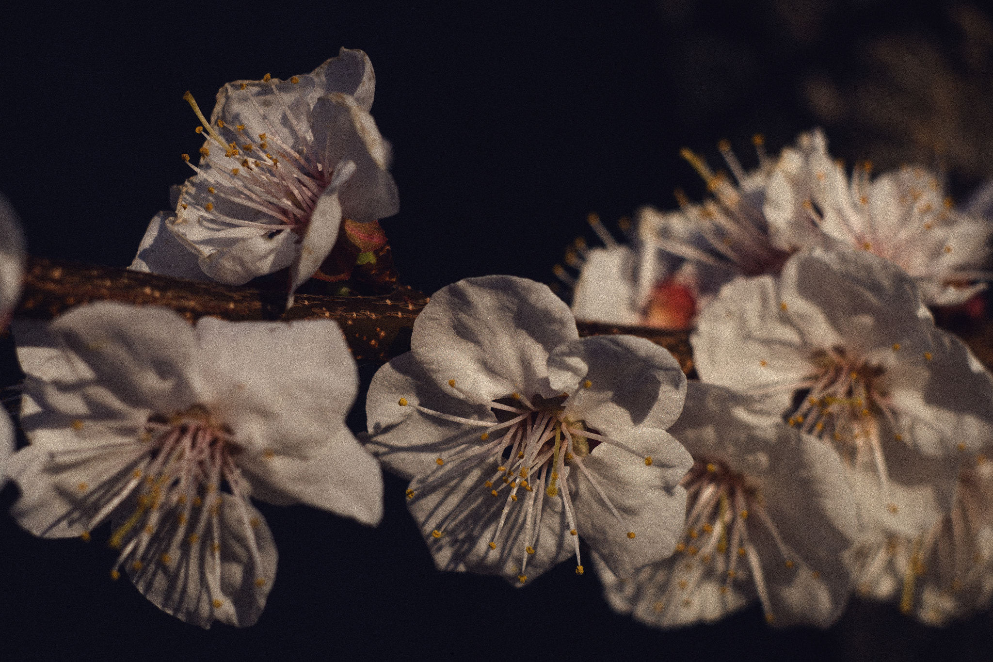 Canon EF 35-80mm f/4-5.6 sample photo. весна photography
