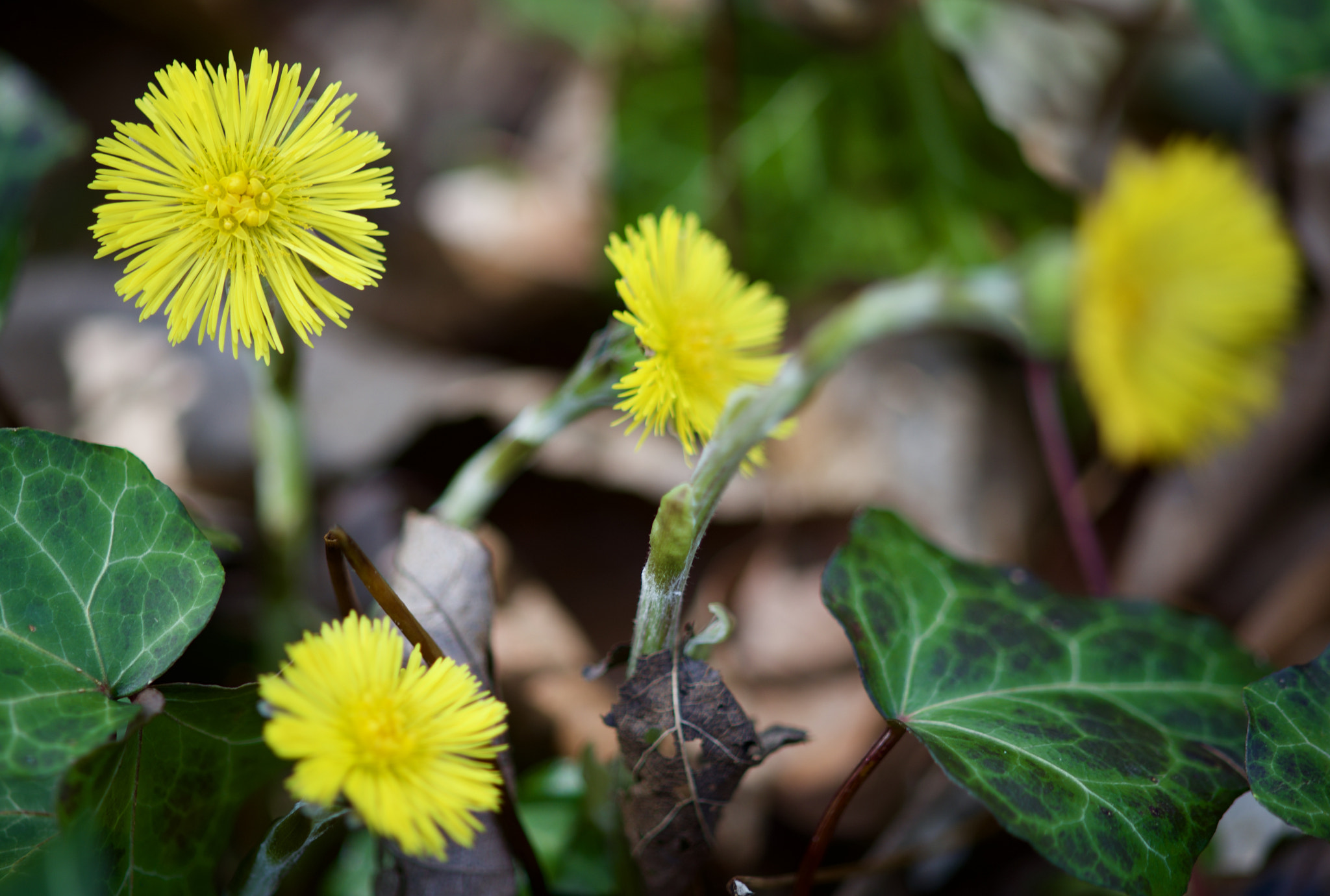 AF Nikkor 50mm f/1.8 sample photo. Pretty weeds photography