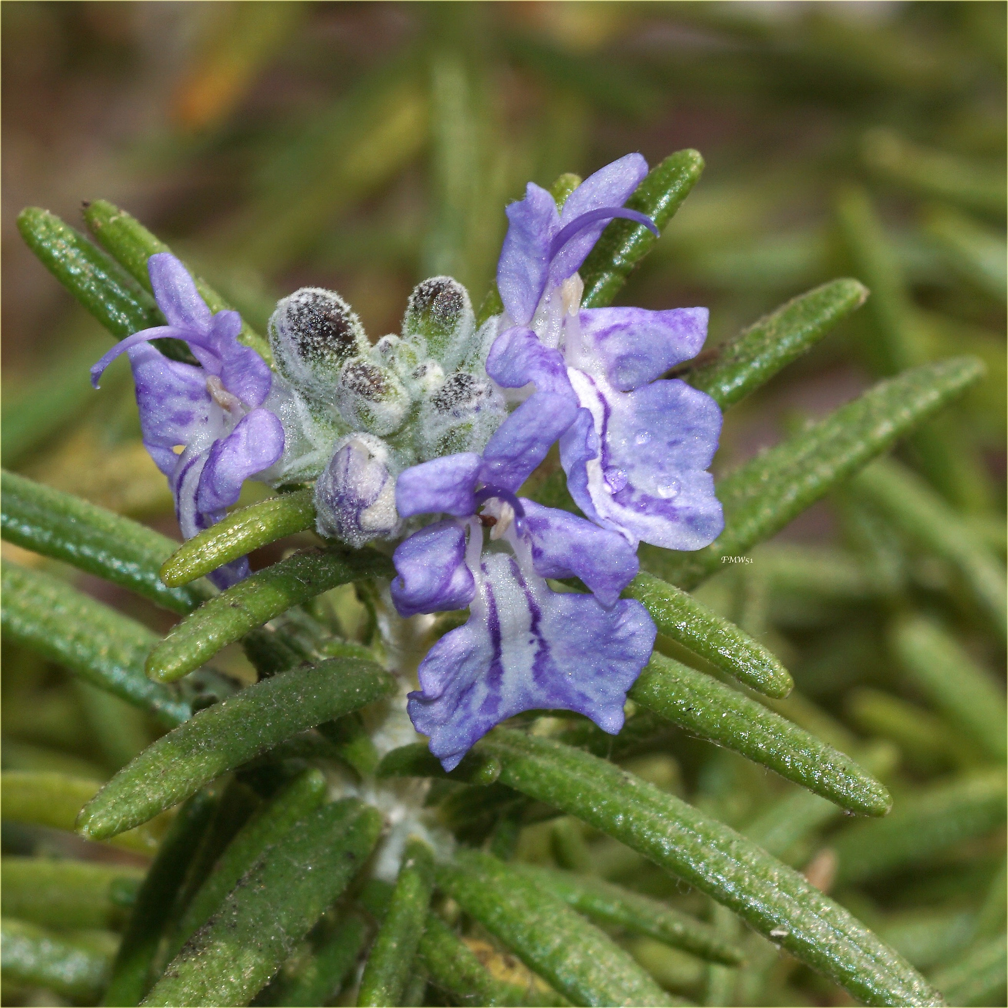 Sony 100mm F2.8 Macro sample photo. Rosemary photography