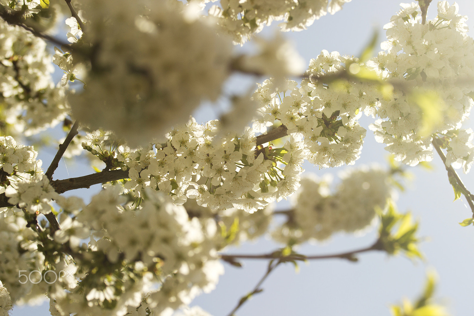 Canon EOS 600D (Rebel EOS T3i / EOS Kiss X5) sample photo. Blossom 2 photography