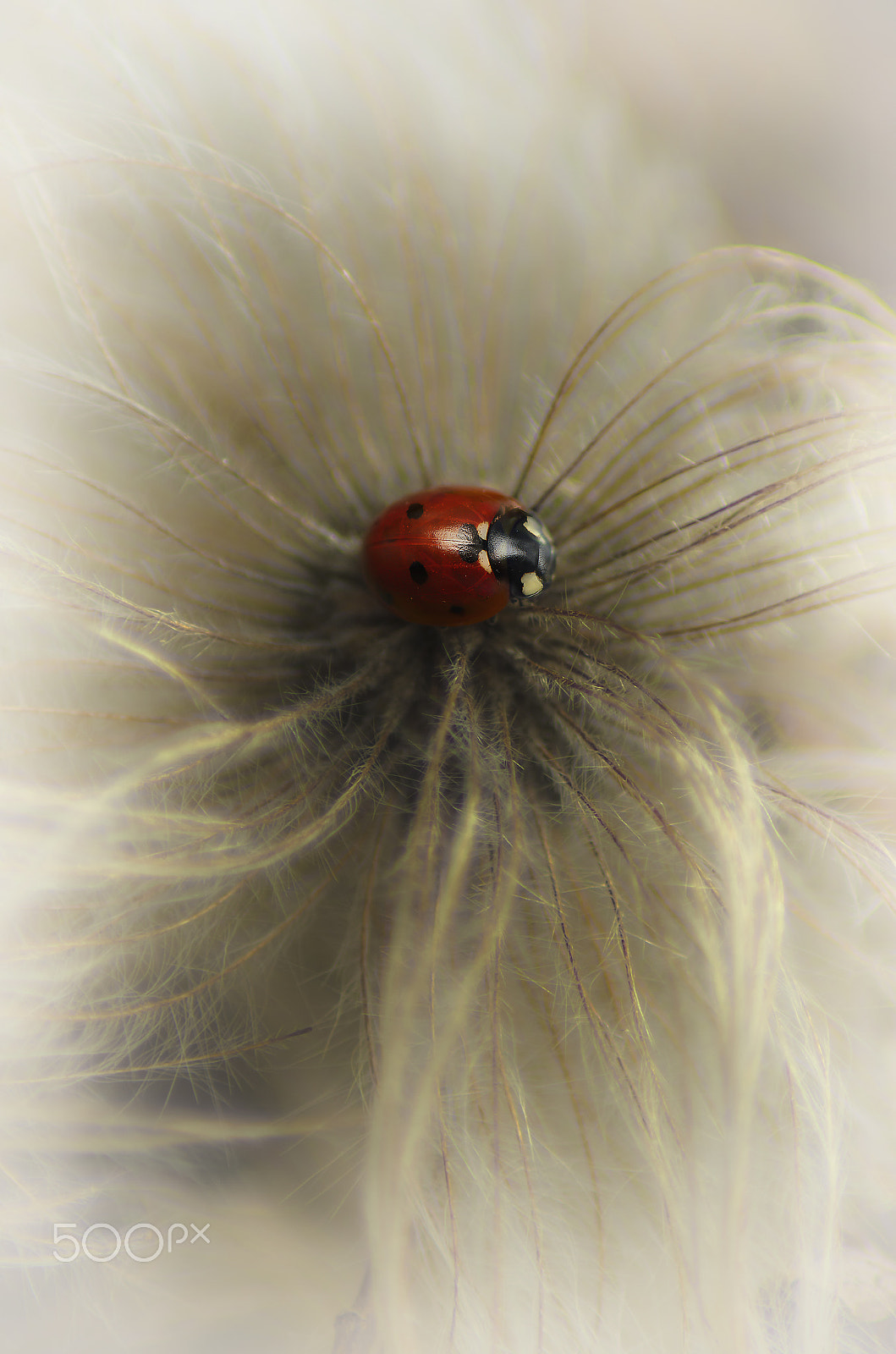 Tamron AF 70-300mm F4-5.6 LD Macro 1:2 sample photo. Ladybug in the fluff photography