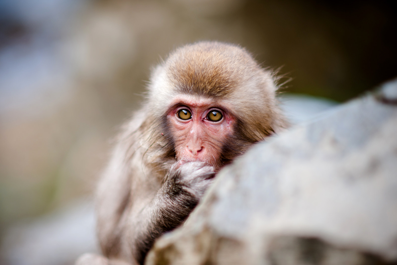 Nikon D700 + AF DC-Nikkor 135mm f/2D sample photo. Baby snow monkey in japan photography