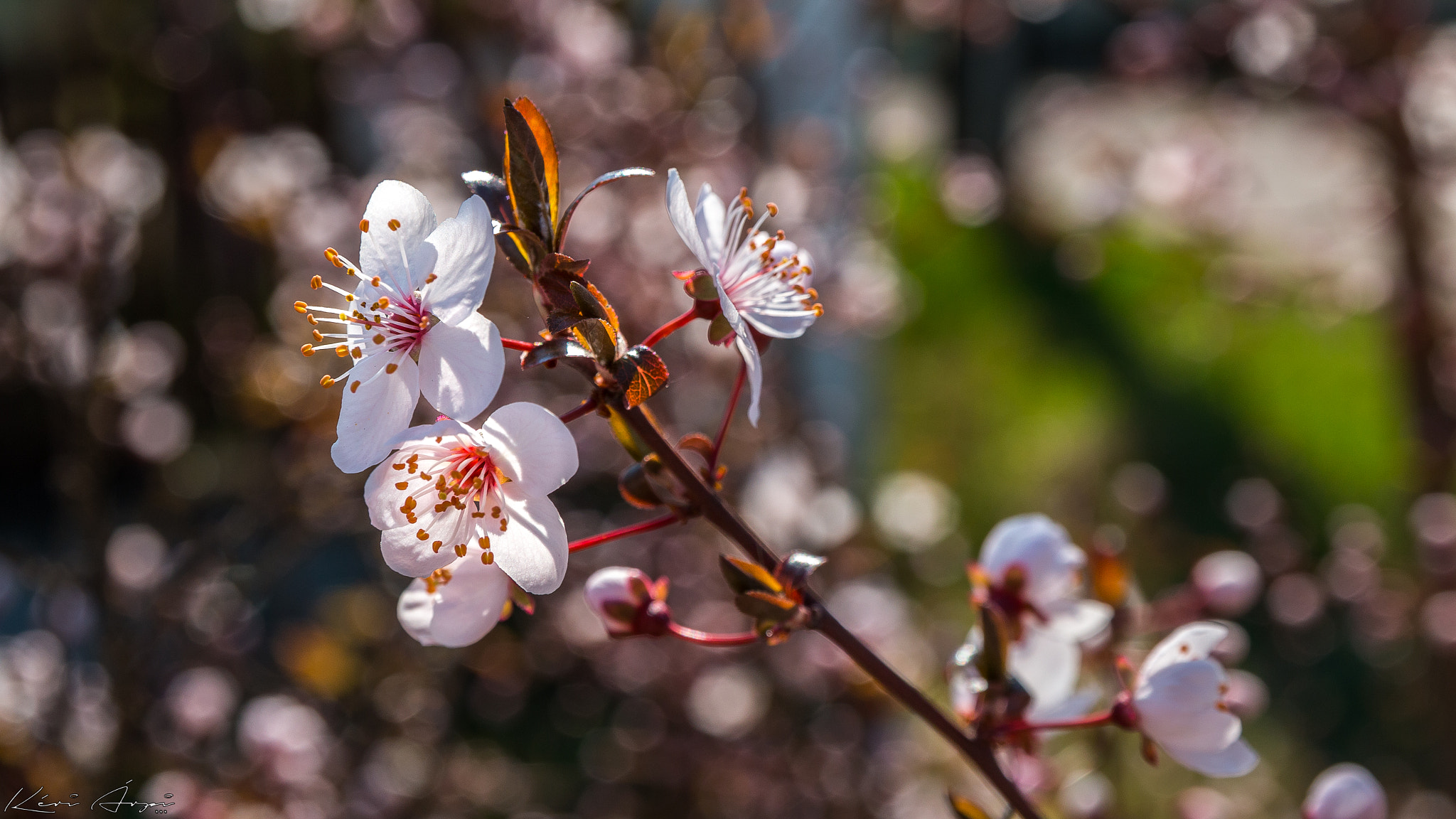 Canon EF-S 17-55mm F2.8 IS USM sample photo. Bloom photography
