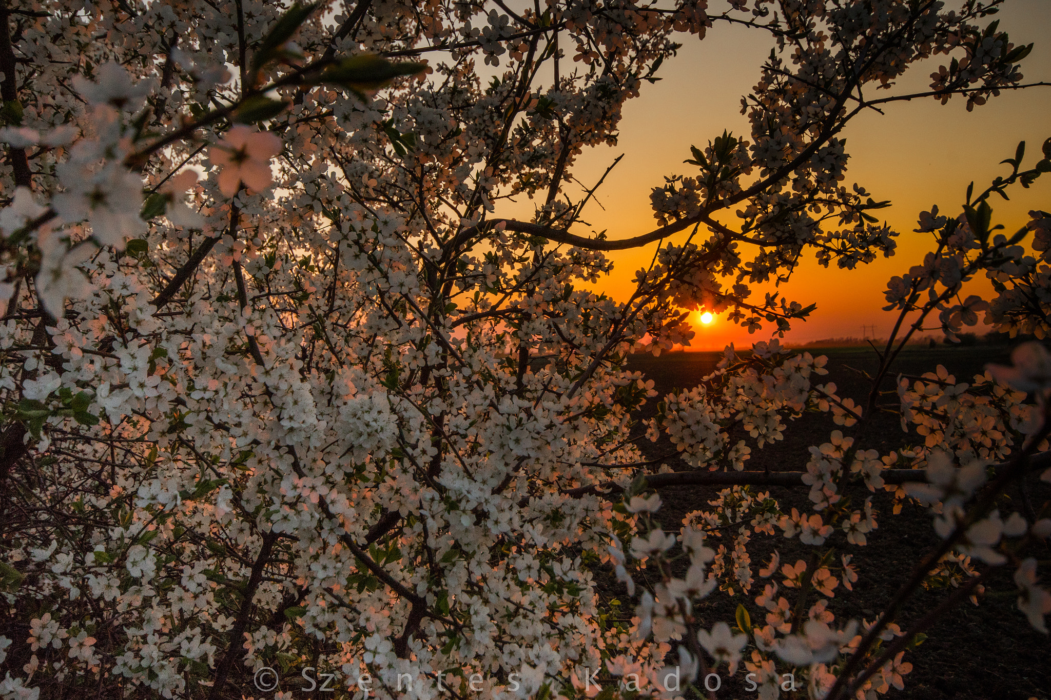 Canon EOS 7D Mark II sample photo. Spring sunset photography