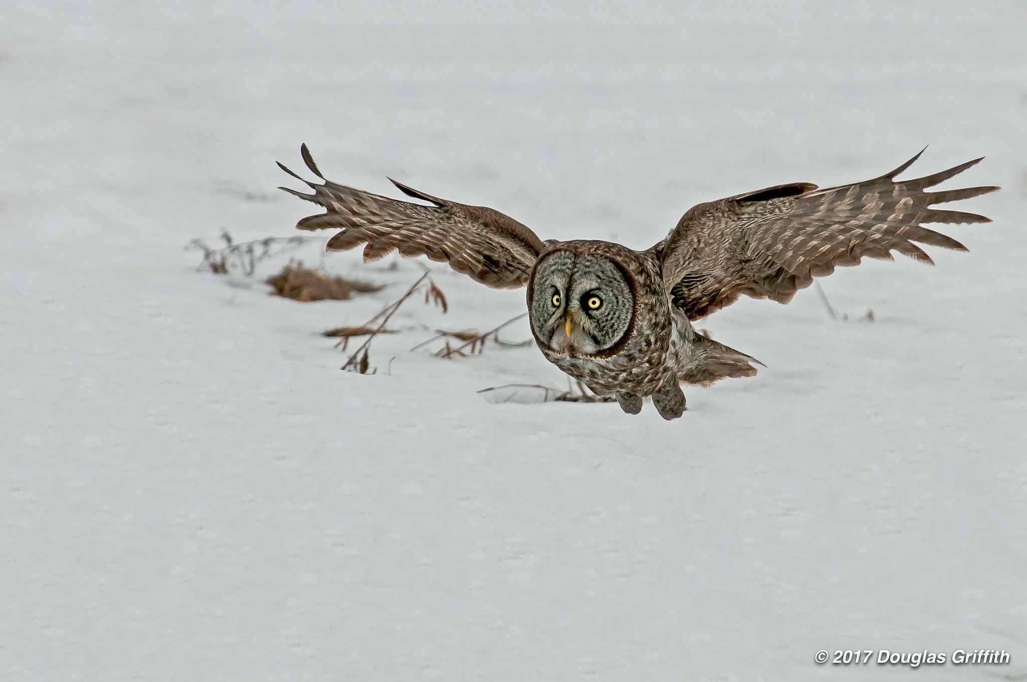 Nikon D300 sample photo. Great grey owl (strix nebulosa) photography