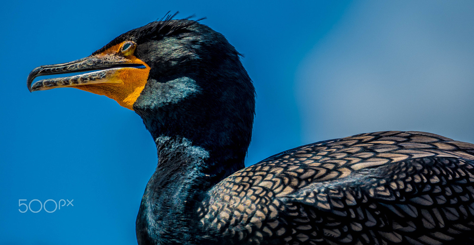 Olympus OM-D E-M1 Mark II sample photo. Mr beak photography