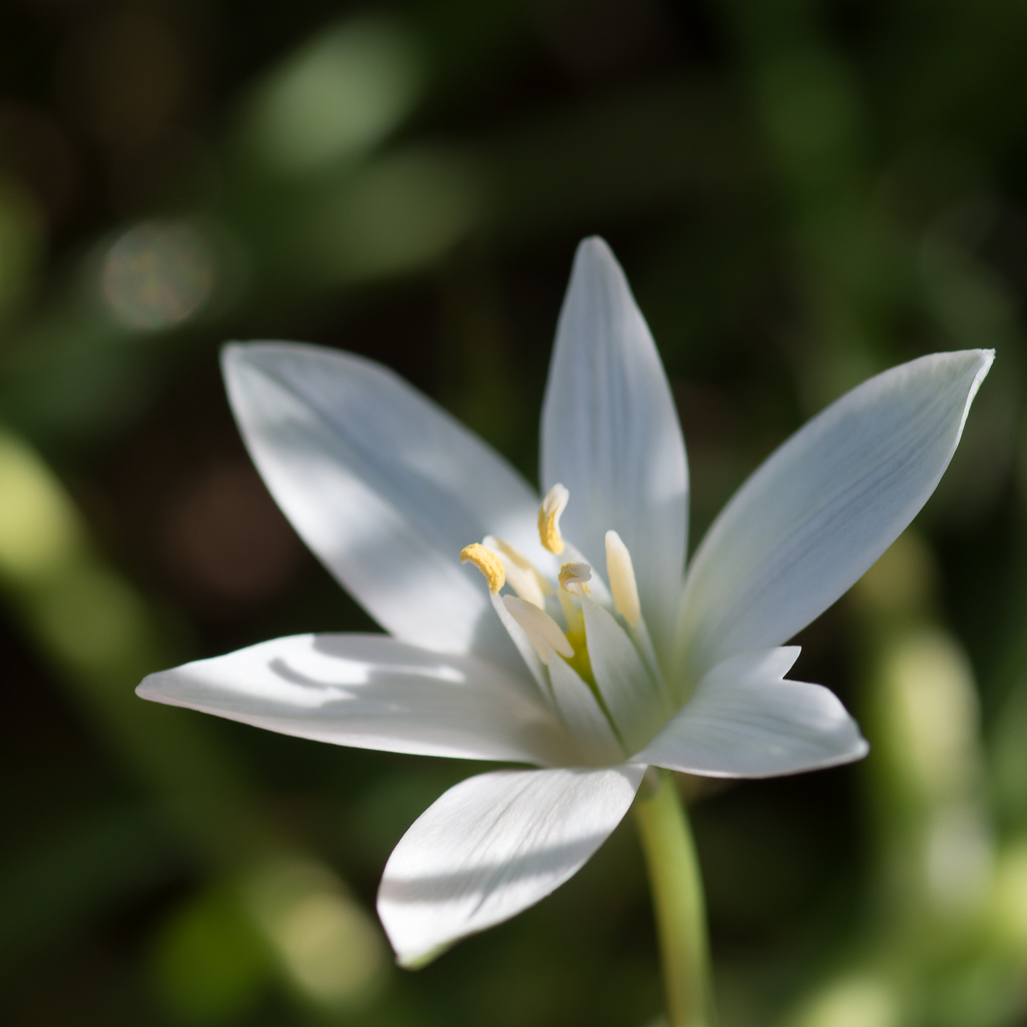 Pentax K-50 + Pentax smc D-FA 100mm F2.8 Macro WR sample photo. Img photography