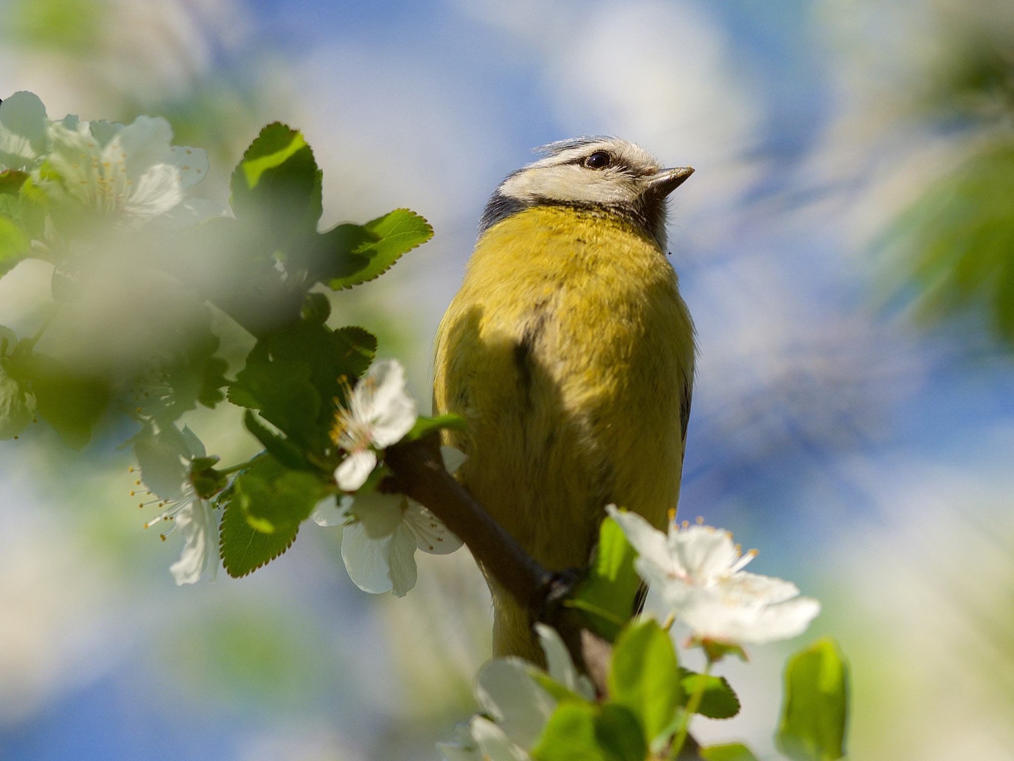 Olympus OM-D E-M1 sample photo. Funny bird iii photography