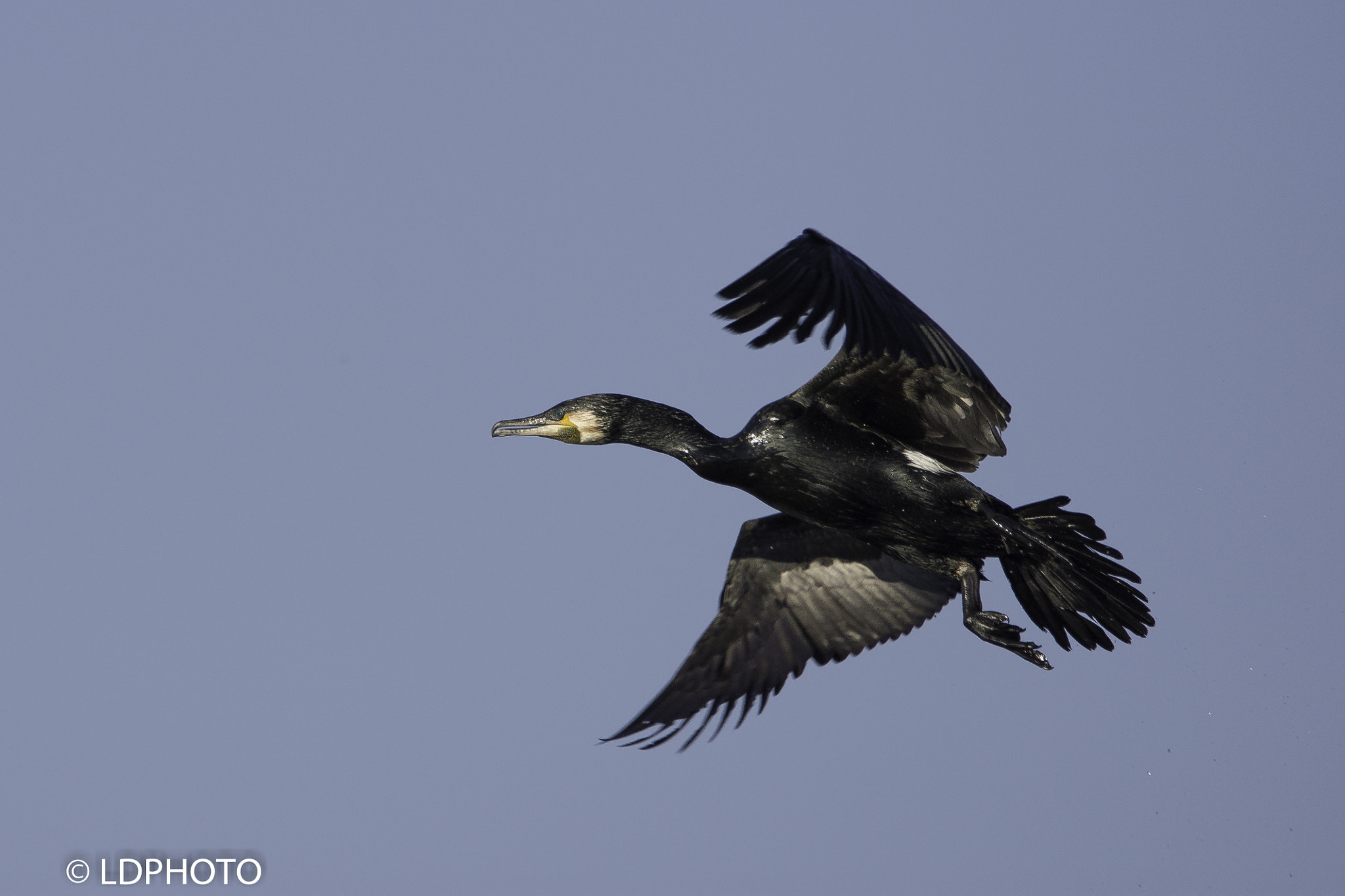 Nikon D7200 sample photo. Cormorant - phalacrocorax carbo photography