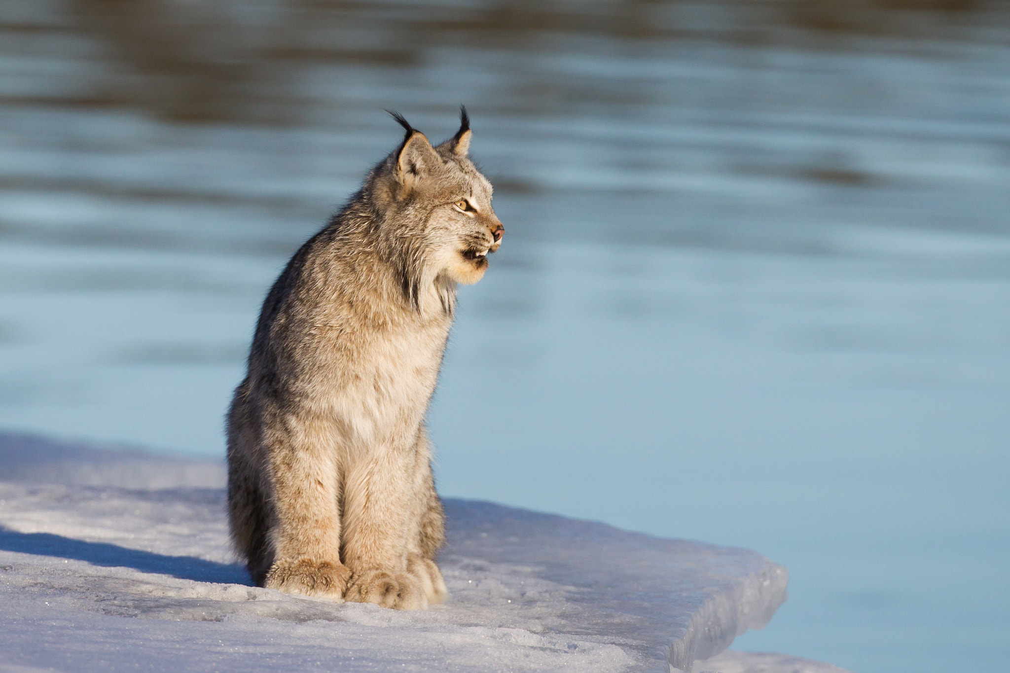 Canon EOS-1D Mark IV sample photo. Smiling lynx photography