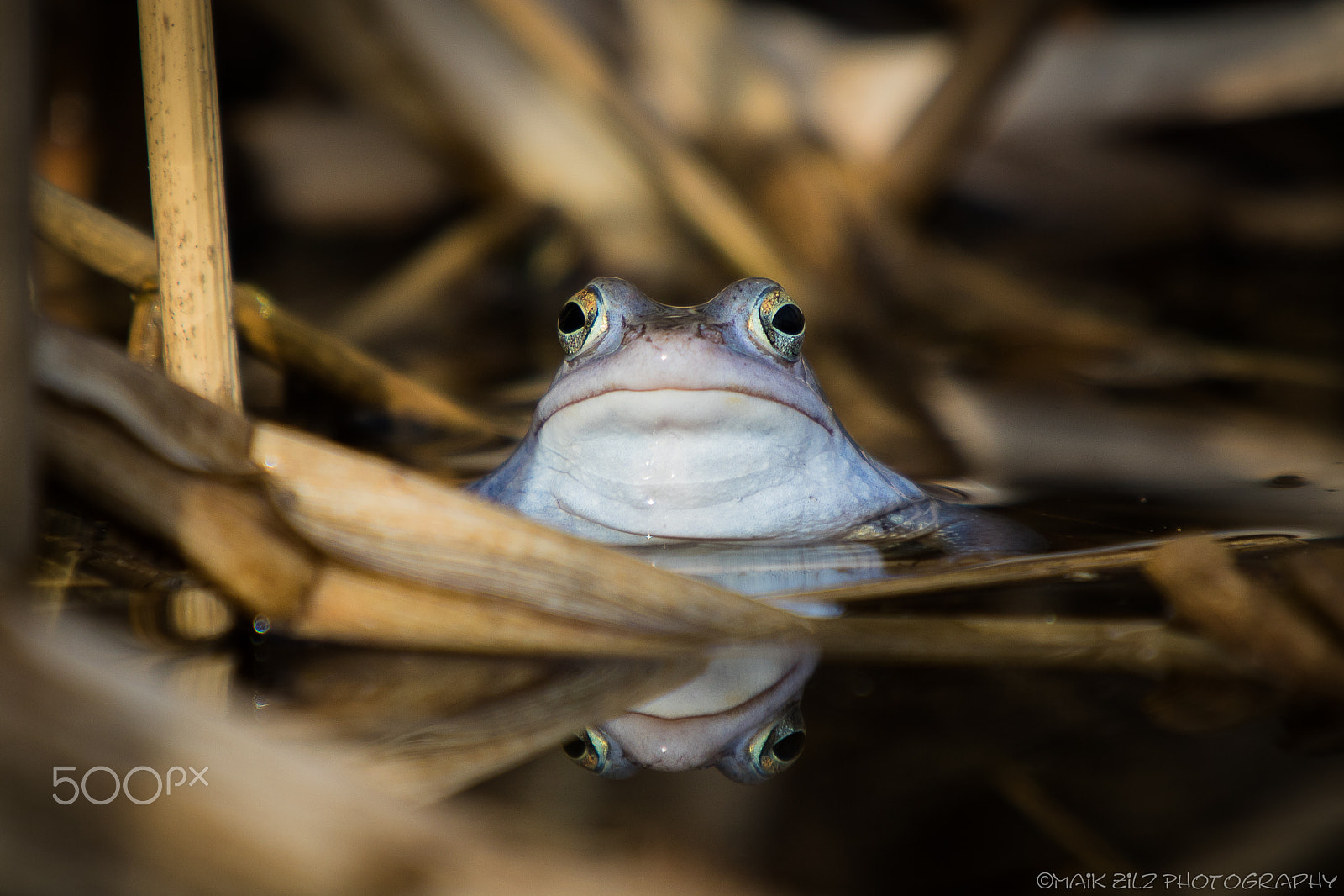 Canon EOS 760D (EOS Rebel T6s / EOS 8000D) + Canon EF 70-200mm F2.8L IS II USM sample photo. Moorfroschmänchen auf brautschau photography