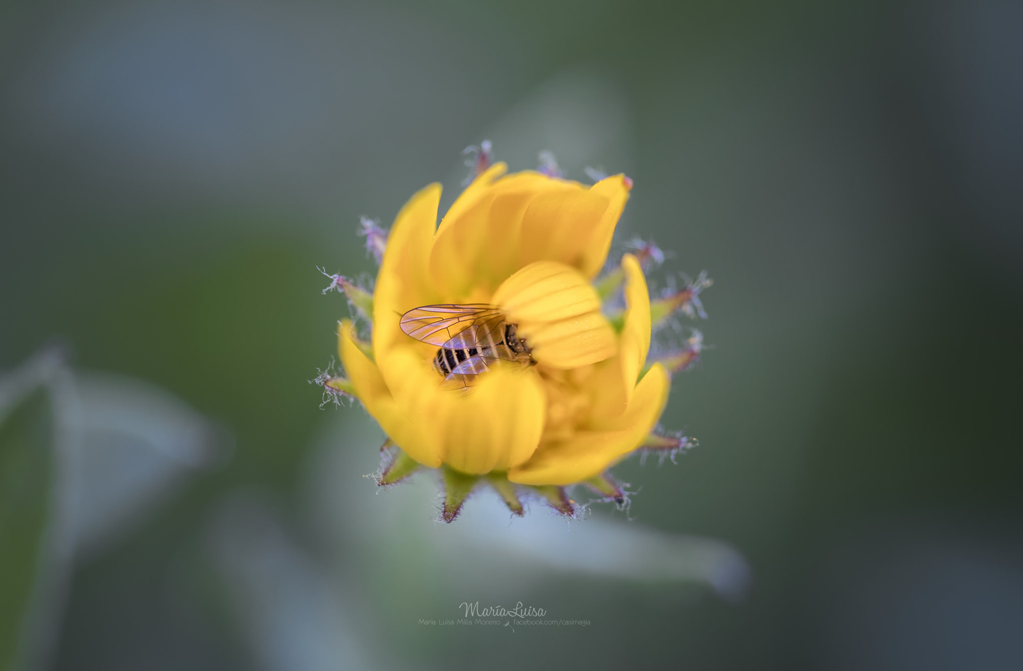 Canon EF 100mm F2.8 Macro USM sample photo. Sweet dreams, little one photography