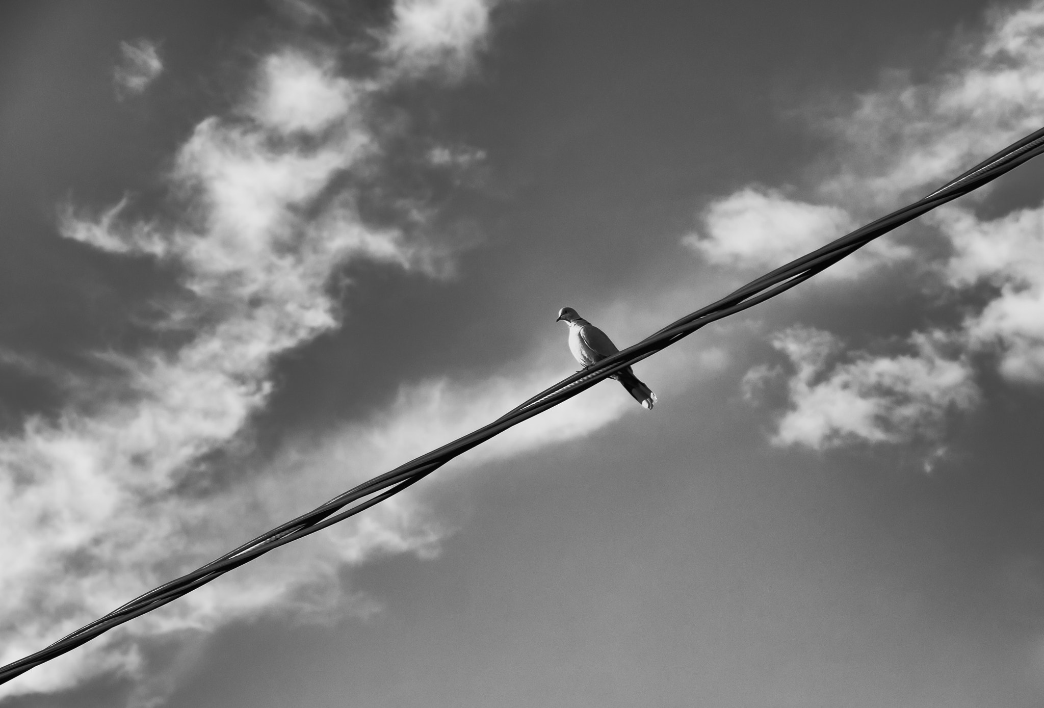 Sony Alpha DSLR-A700 sample photo. Bird in a cable photography