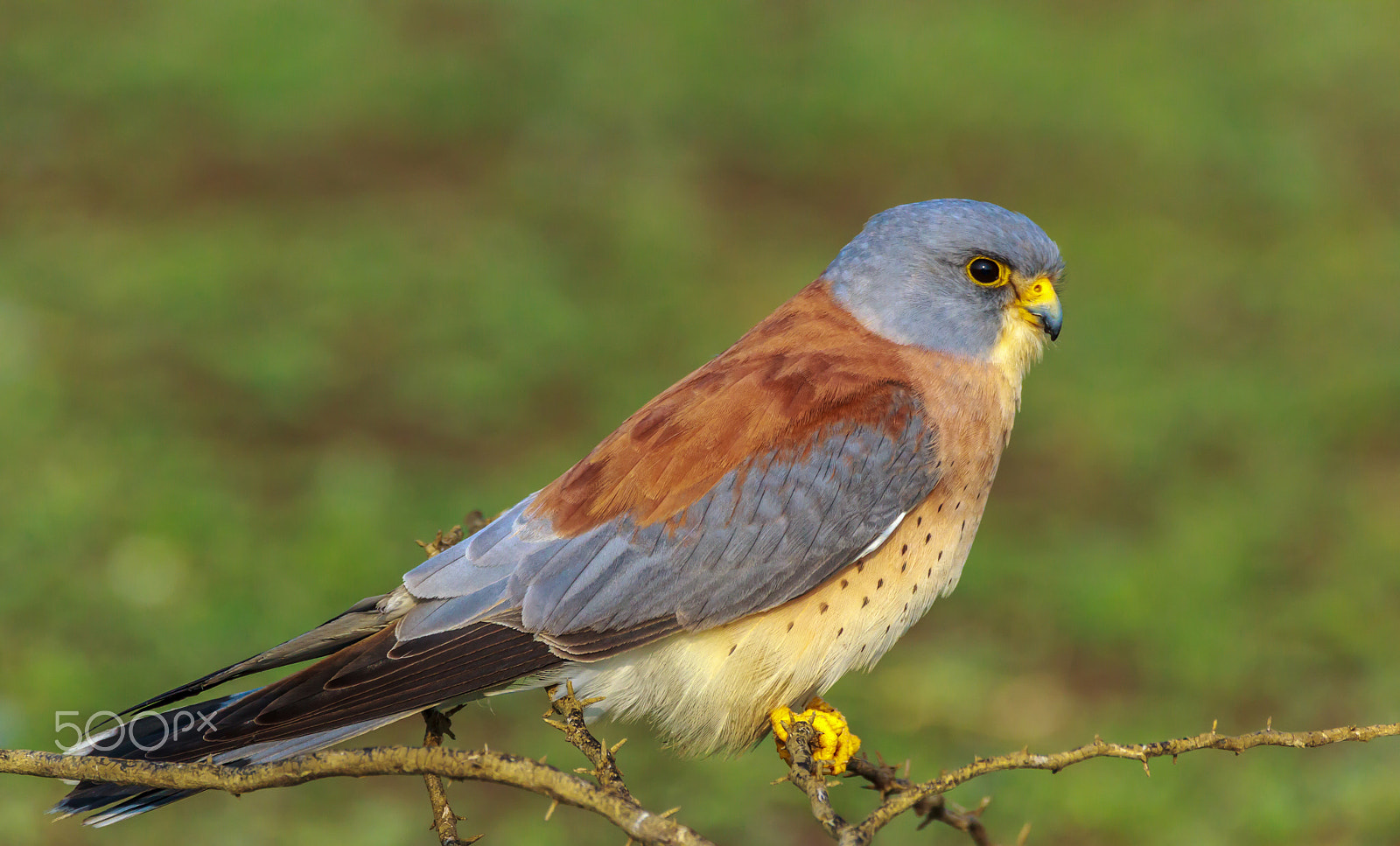 Sigma 150-600mm F5-6.3 DG OS HSM | C sample photo. "windhover" photography