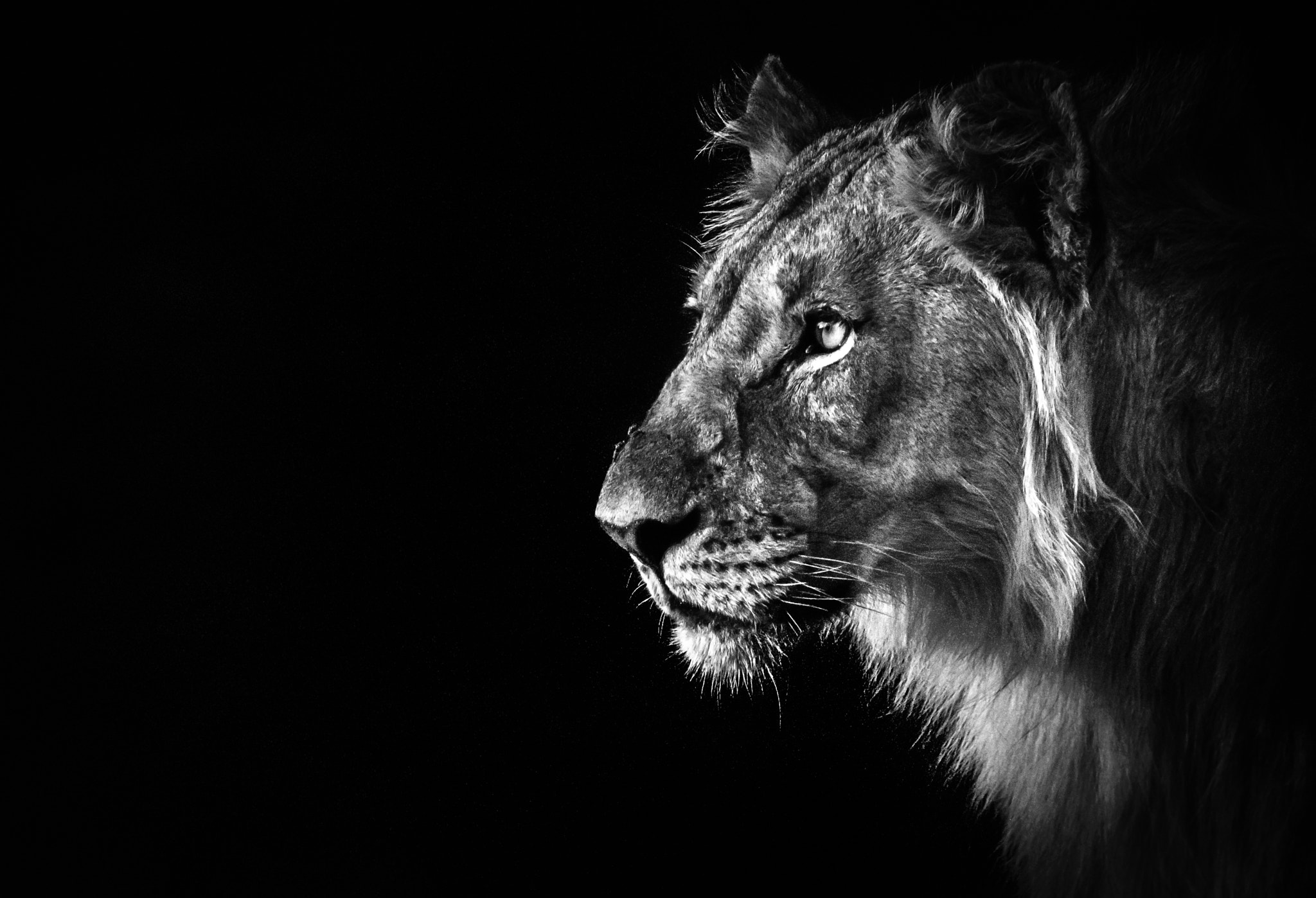 Nikon D200 sample photo. Tsolo "the boss" in black & white photography