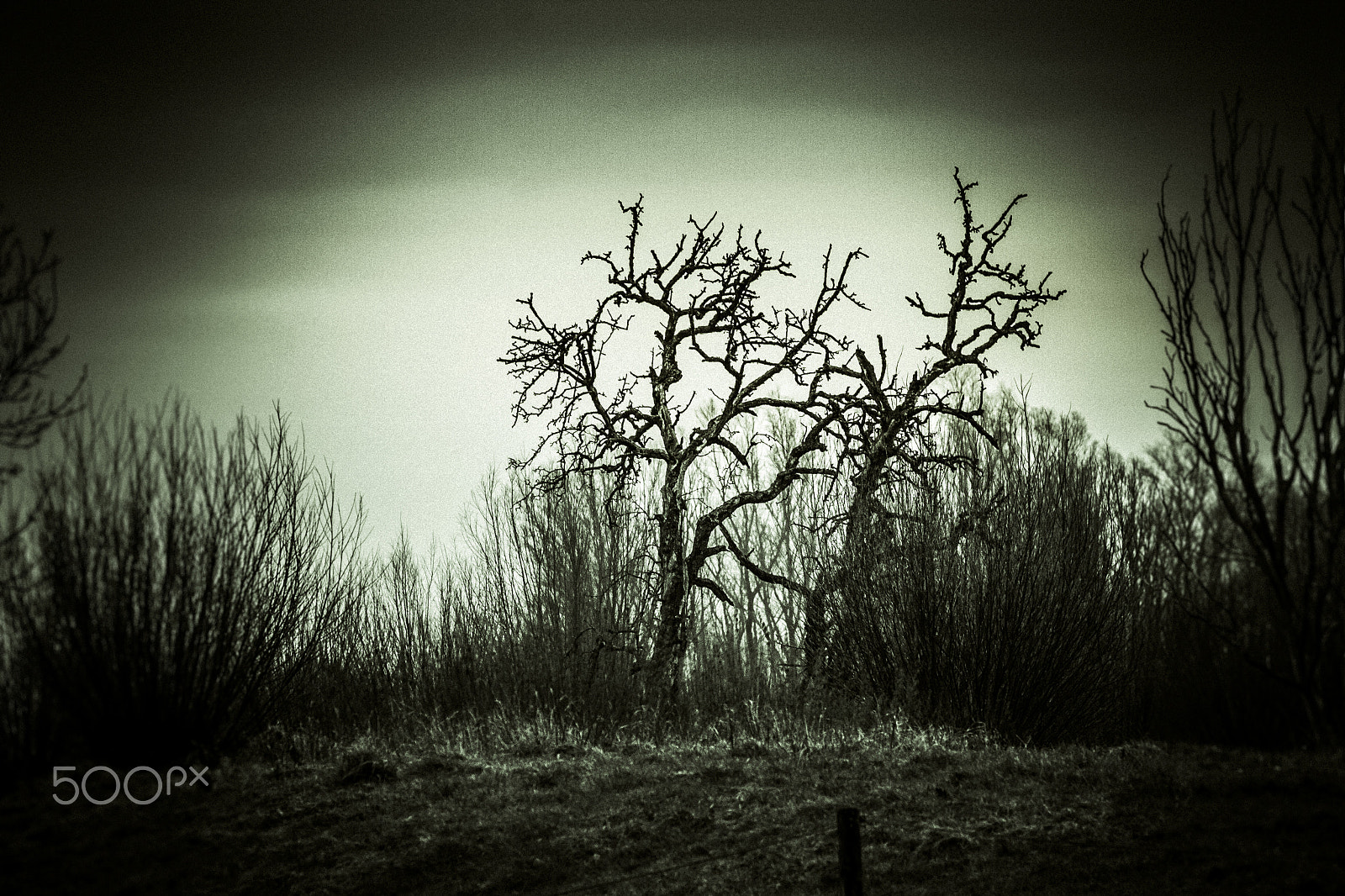 Canon EOS 40D sample photo. Dead trees photography