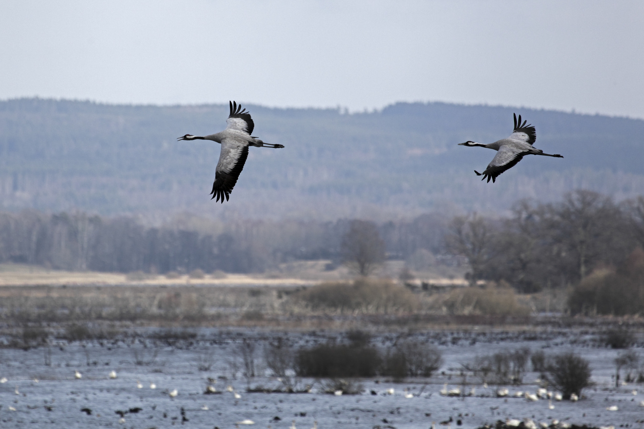 Canon EOS 5D Mark II + Canon EF 100-400mm F4.5-5.6L IS USM sample photo. Hornborgasjön, sverige photography